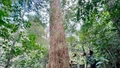 Phê duyệt Đề án Du lịch sinh thái, nghỉ dưỡng, giải trí Khu Bảo tồn thiên nhiên Hoàng liên - Văn Bàn