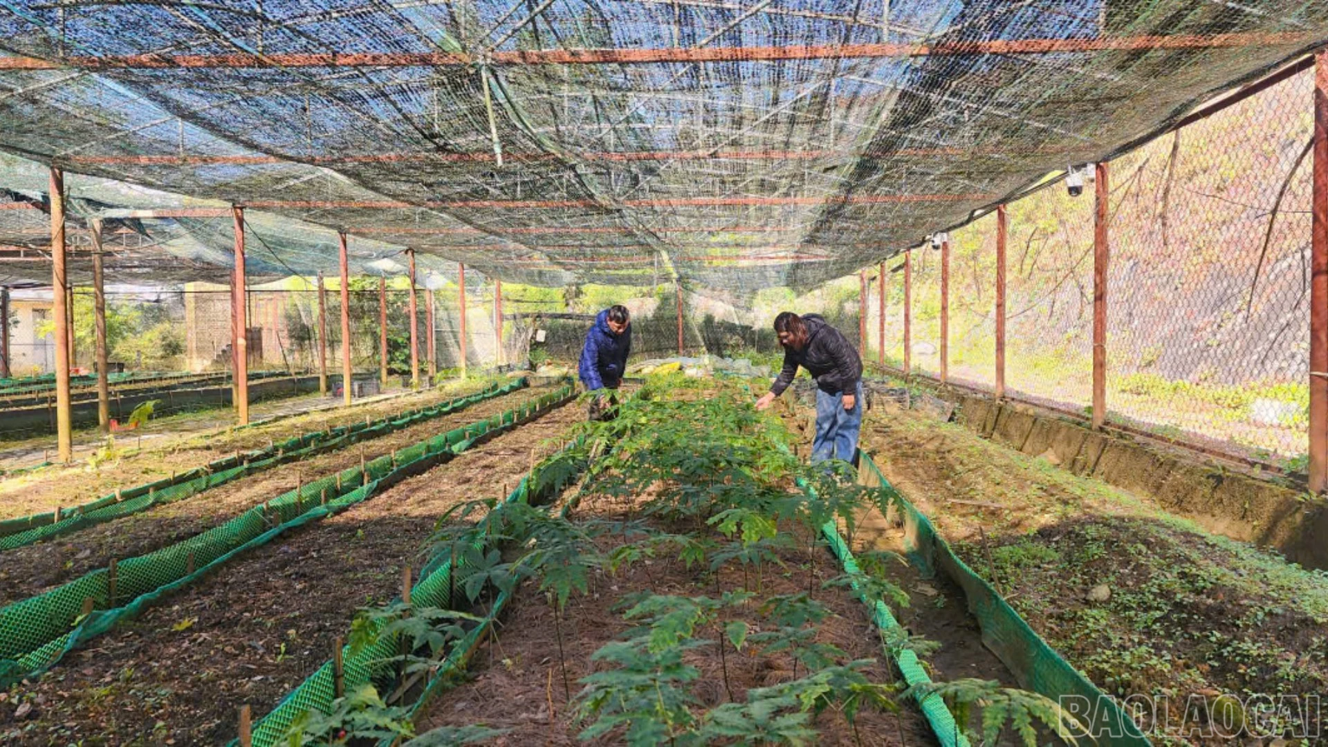 Vườn Quốc gia Hoàng Liên đang là đơn vị đi đầu trong bảo tồn, nuôi dưỡng và phát triển các loài cây thuốc, dược liệu quý hiếm của tỉnh.