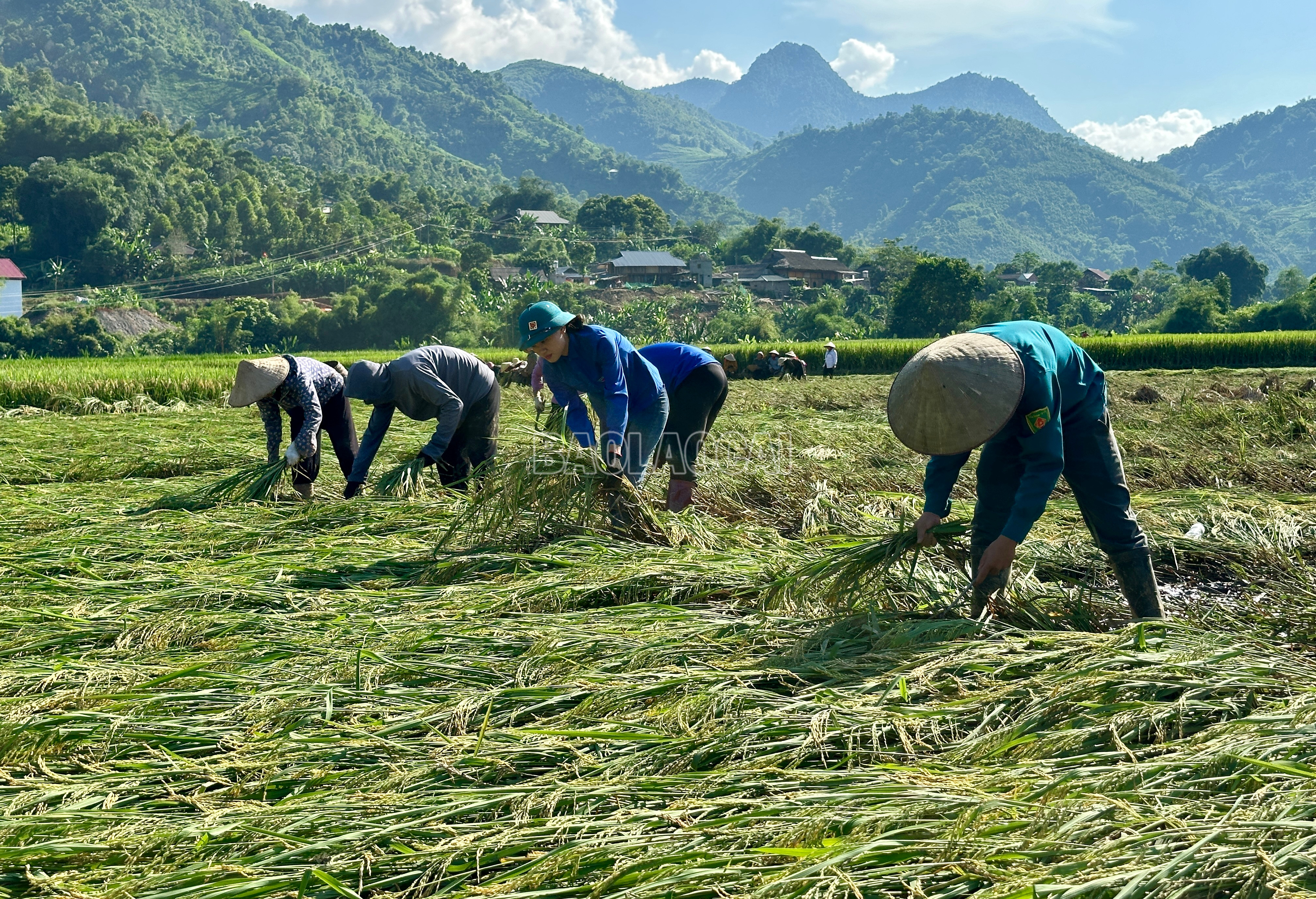 Huyện đoàn Văn Bàn đã tập hợp đoàn viên, thanh niên tổ chức nhiều hoạt động hỗ trợ bà con Dương Quỳ bị ảnh hưởng bởi mưa, lũ như: chung tay vận chuyển đồ, di dời một số hộ dân ra khỏi khu vực cảnh báo có nguy cơ sạt lở cao, gặt lúa giúp bà con. Các hoạt động hỗ trợ bà con bị ảnh hưởng bởi mưa lũ sẽ còn được Huyện đoàn Văn Bàn triển khai ở các địa phương khác trong huyện. IMG_8943.jpeg