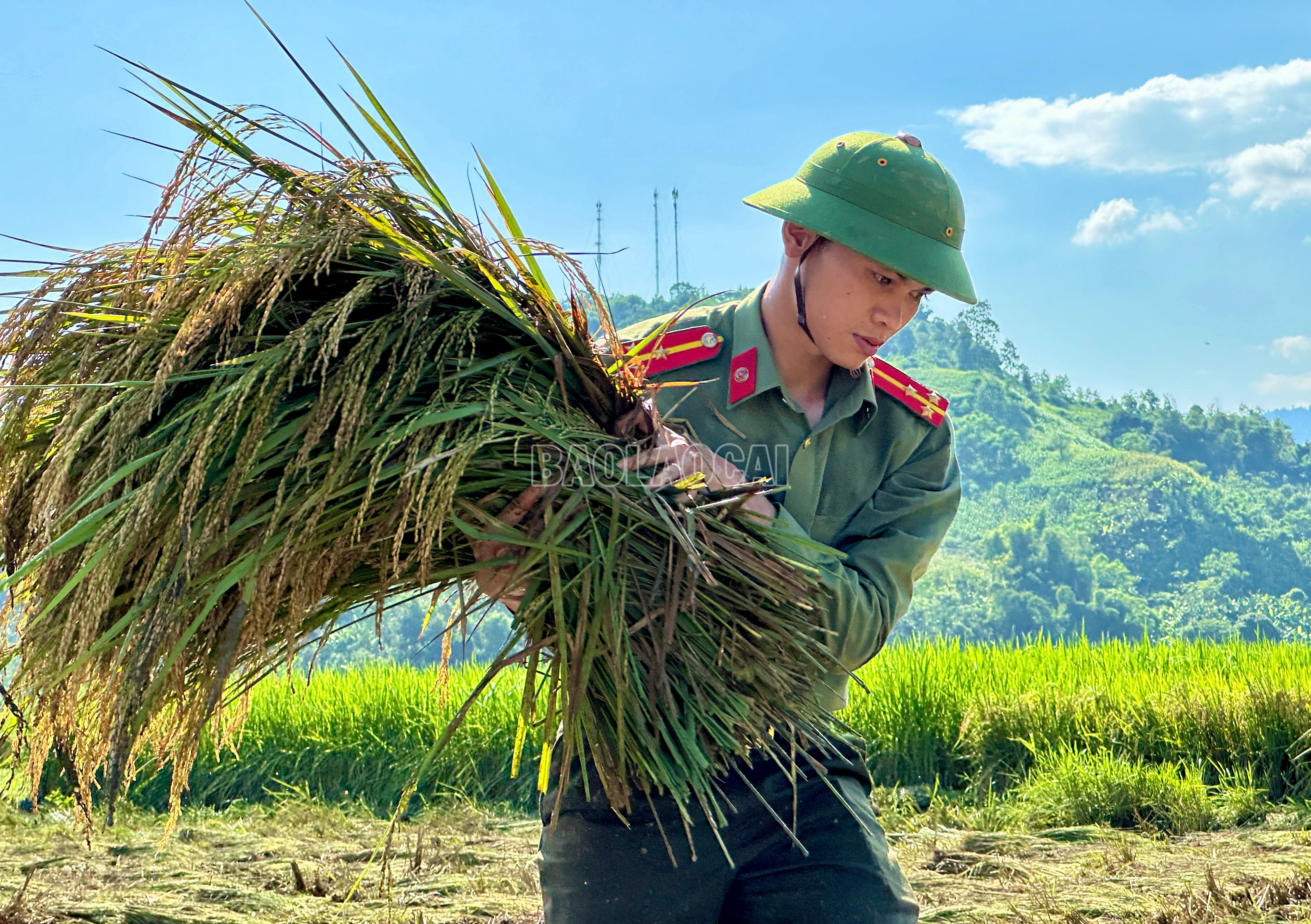 Thượng úy Đoàn Ngọc Quang, Phó đội Trưởng Đội An ninh, Bí thư Chi đoàn Công an huyện Văn Bàn cho biết: Ngay khi biết tin hoa màu của người dân bị ảnh hưởng, dưới sự chỉ đạo tập hợp của Huyện đoàn Văn Bàn, Chi đoàn Công an huyện đã tập hợp 10 đồng chí hỗ trợ người dân thu hoạch lúa. Trong buổi sáng nay, chúng tôi cũng hỗ trợ di dời, chuyển đồ cho một số hộ dân ra khỏi khu vực có nguy cơ sạt lở trên địa bàn xã Dương Quỳ . IMG_8920.jpeg