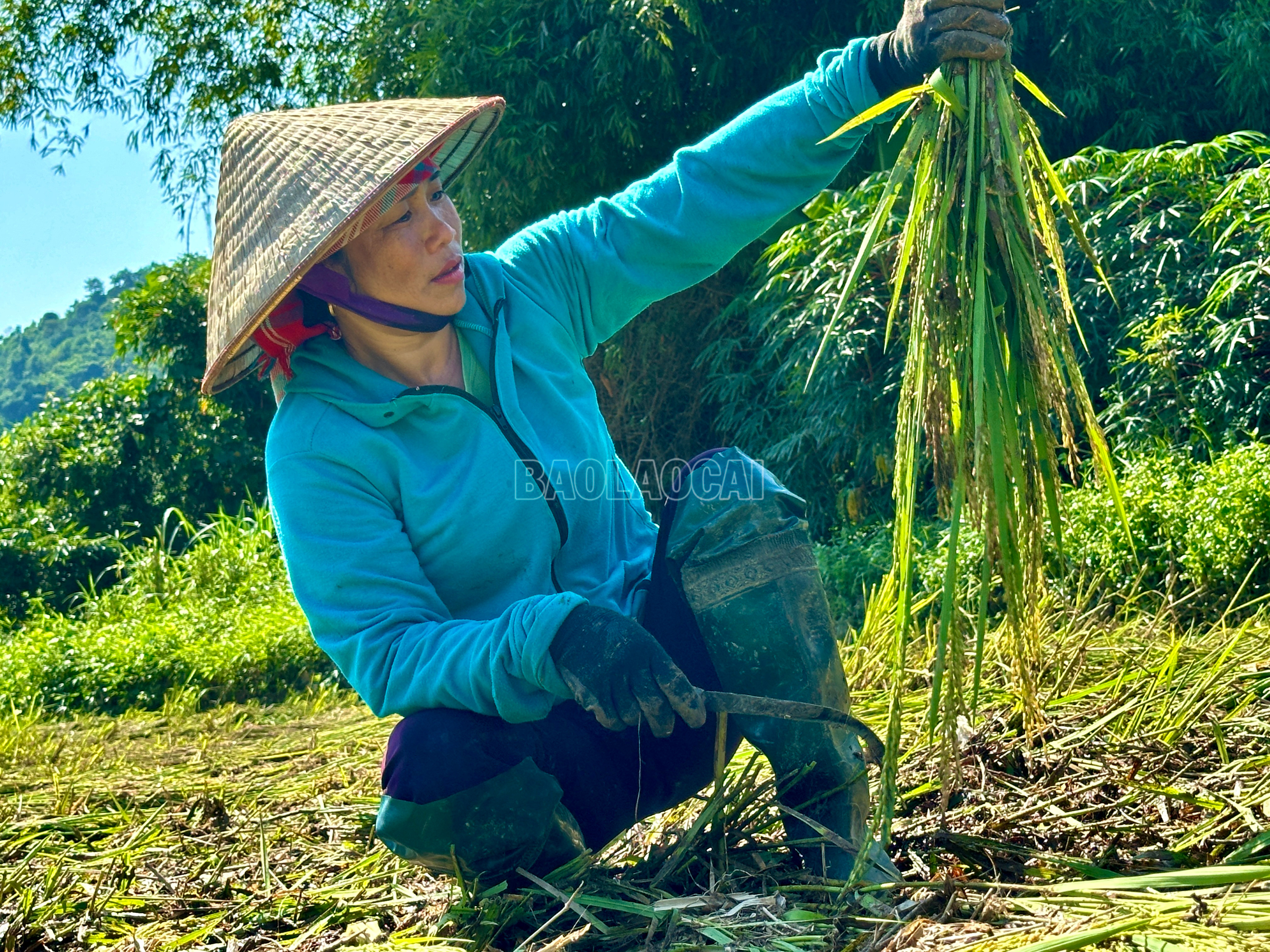 Chị La Thị Hương chia sẻ: Trời ngớt mưa là chúng tôi bắt đầu gặt từ ngày hôm qua. IMG_8863.jpeg