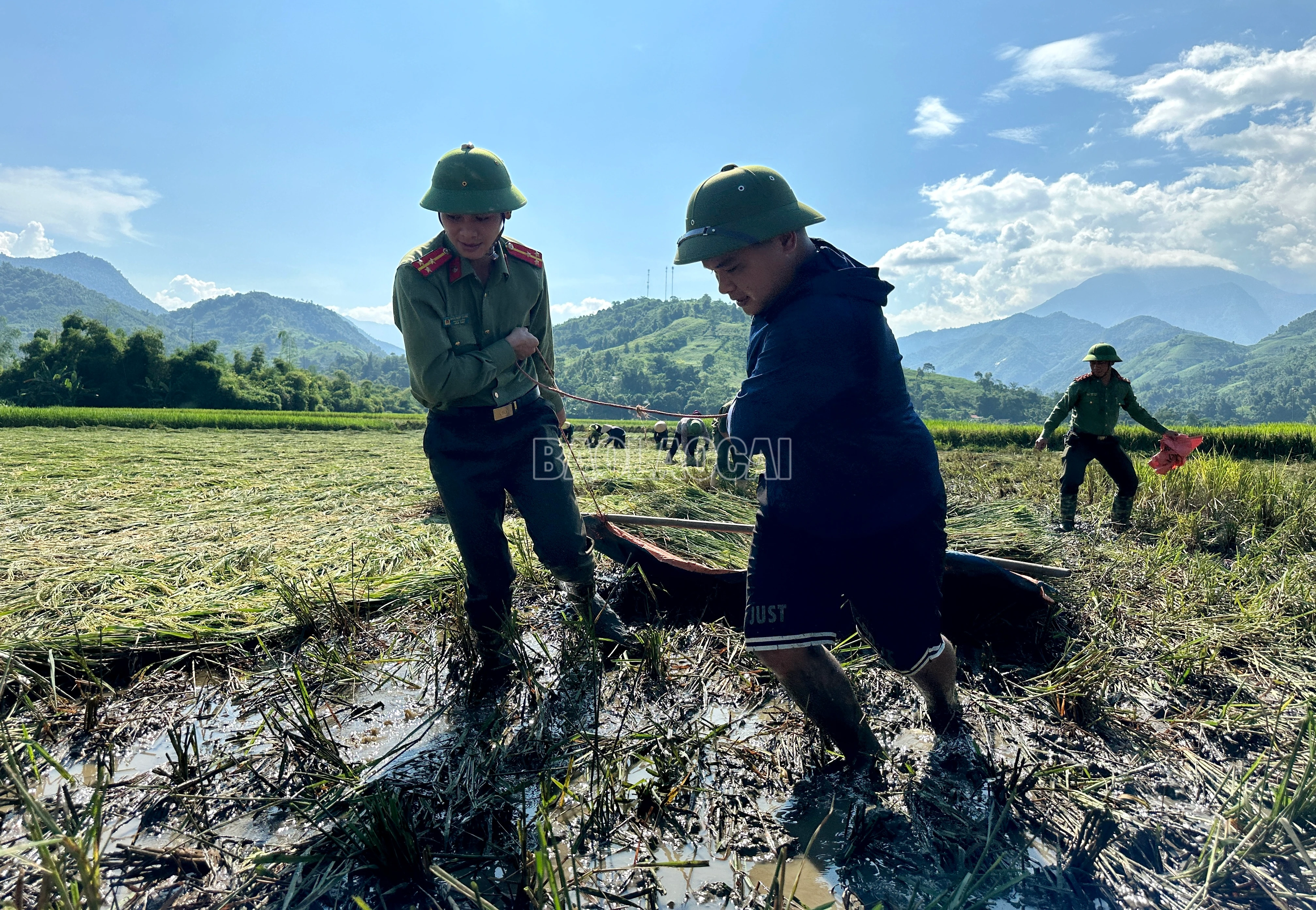 Các chiến sĩ công an, đoàn viên, thanh niên giúp người dân "cứu" lúa bị vùi lấp dưới bùn bởi mưa, lũ.