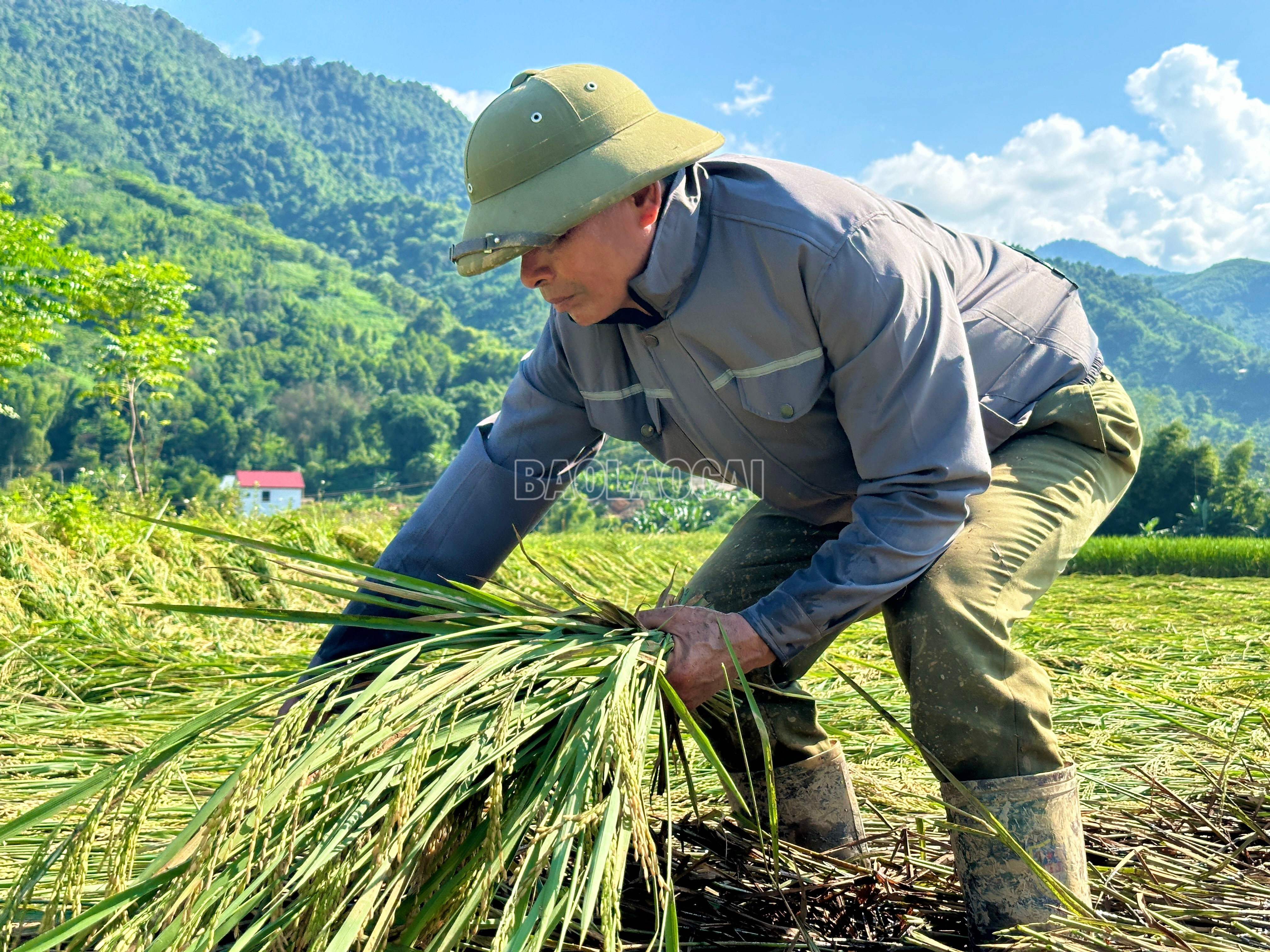 Ông La Văn Tấn, thôn Tông Pháy cho biết: Ruộng lúa của gia đình bị mưa lũ vùi dập toàn bộ. Hiện lúa còn rất xanh, thu hoạch lúc này chắc chắn hạt lép, năng suất thấp nhưng có còn hơn không. Buổi sáng nay (13/9), chúng tôi dầm mưa gặt, chiều thì lại đội nắng gặt, bởi chỉ cần ngâm thêm dưới bùn 1 - 2 ngày, lúa sẽ nảy mầm, không thể thu được nữa. IMG_8903.jpeg