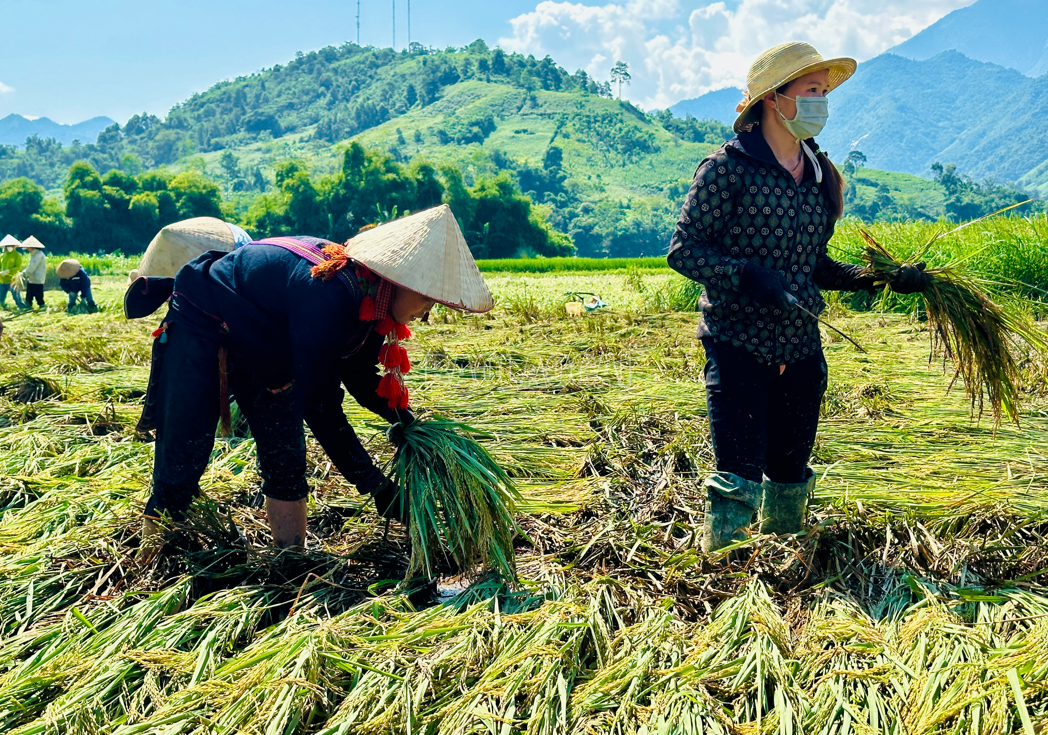Thời điểm này lúa vẫn còn xanh, khoảng 2 tuần nữa sẽ là giai đoạn tốt nhất để thu hoạch. Tuy nhiên, trước ảnh hưởng của mưa lũ, lúa đổ rạp, bông ngâm dưới nước, nhiều diện tích còn bị vùi lấp dưới bùn, cát, nếu không thu hoạch non, chỉ 2 - 3 ngày nữa lúa sẽ mọc mầm ngay trên cánh đồng. Trước tình huống đó, từ ngày 12/9, Đoàn Thanh niên huyện Văn Bàn phối hợp với Đoàn Thanh niên xã Dương Quỳ và người dân khẩn trương thu hoạch lúa non, cứu hoa màu, giảm thiểu thiệt hại. IMG_8823.jpeg