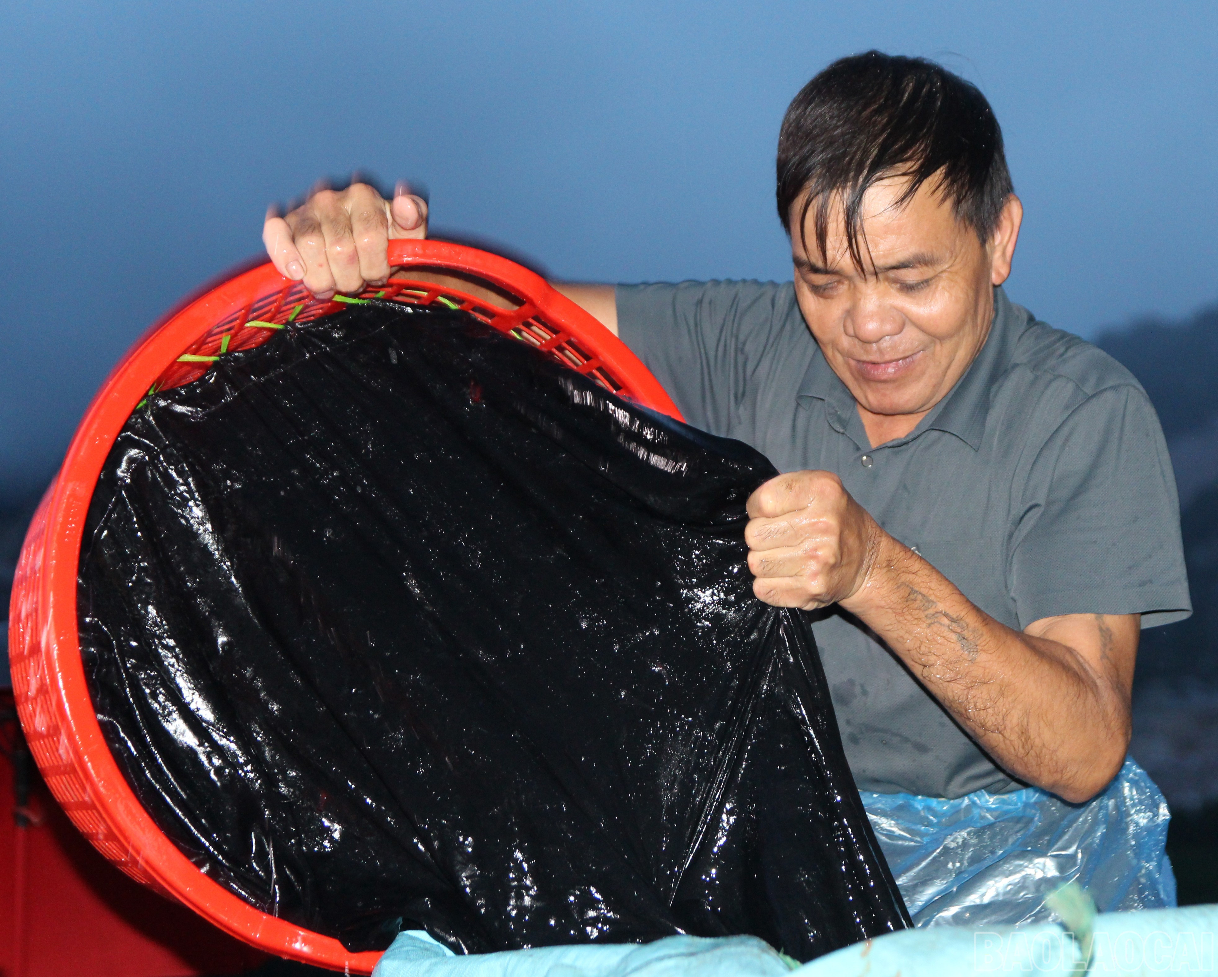 Cũng mưu sinh ở bến Tân Minh, có ông Sầm Văn On, thôn Trung Sơn đã cùng vợ gắn bó với nghề thu mua cá hơn chục năm nay. "Thường ngày, tôi bắt đầu công việc từ 3 giờ sáng để đi cân gom cá cho các đầu mối từ Lào Cai đến Hà Nội. Mỗi nhà hàng lấy năm, bảy chục cân, có nơi cả tạ" - ông On vừa nói vừa tất bật bê cá lên xe tải. baolaocai-br_1111.jpg