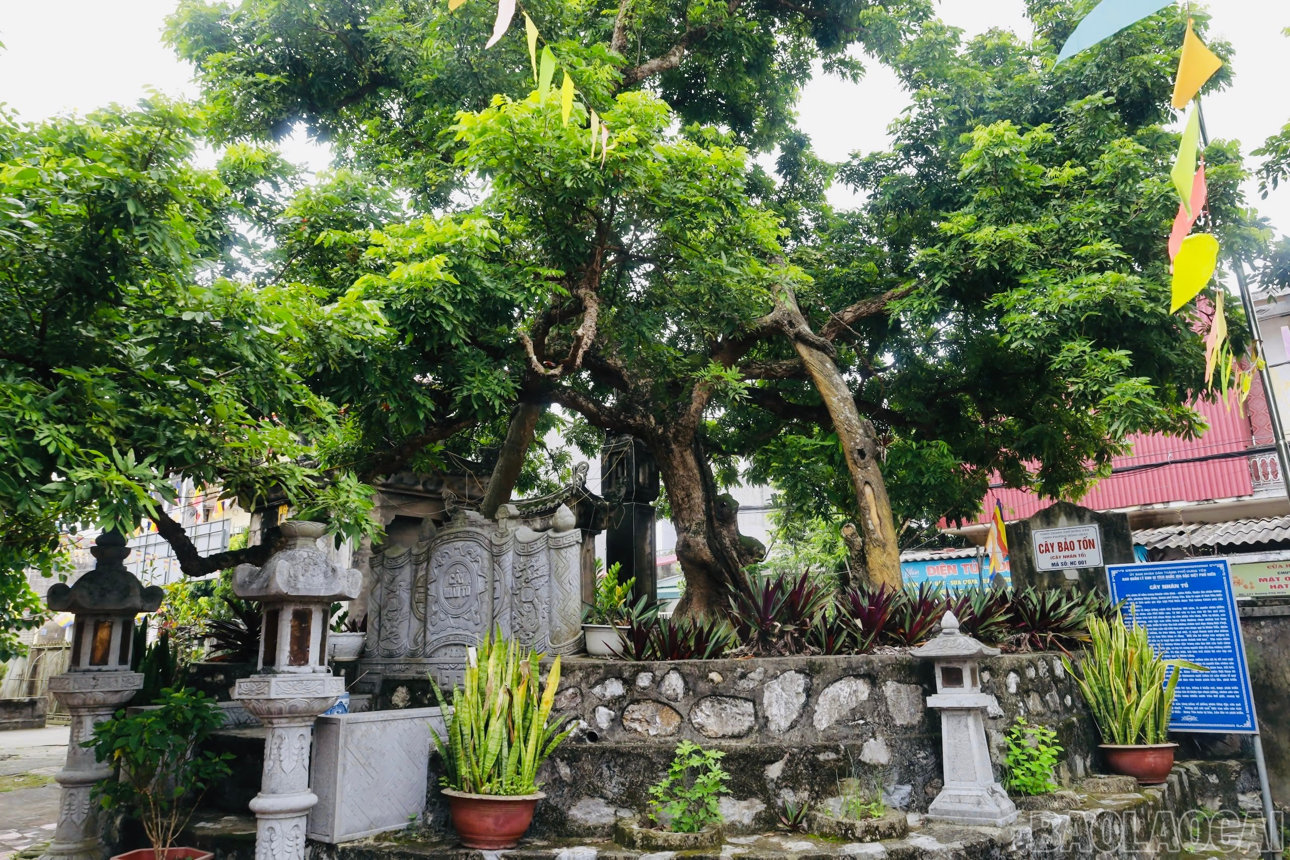 Cây nhãn tổ ngày nay được bảo tồn. baolaocai-br_img-4535.jpg