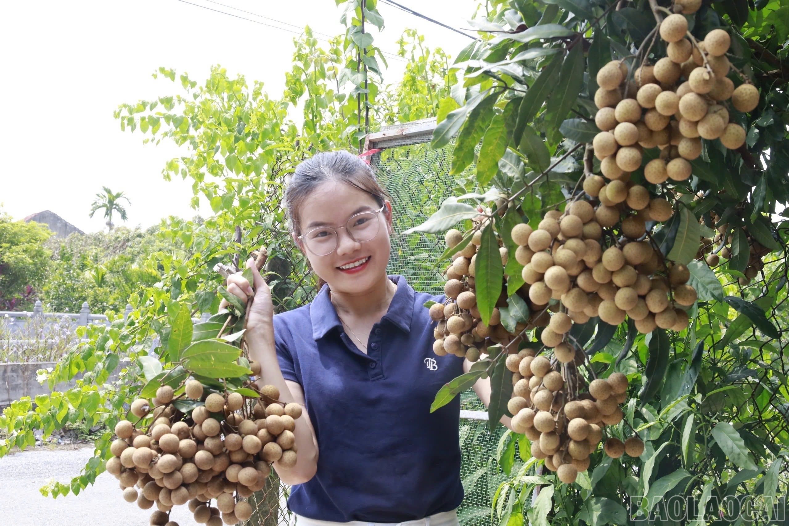 Trải nghiệm hái nhãn. baolaocai-br_img-4556.jpg