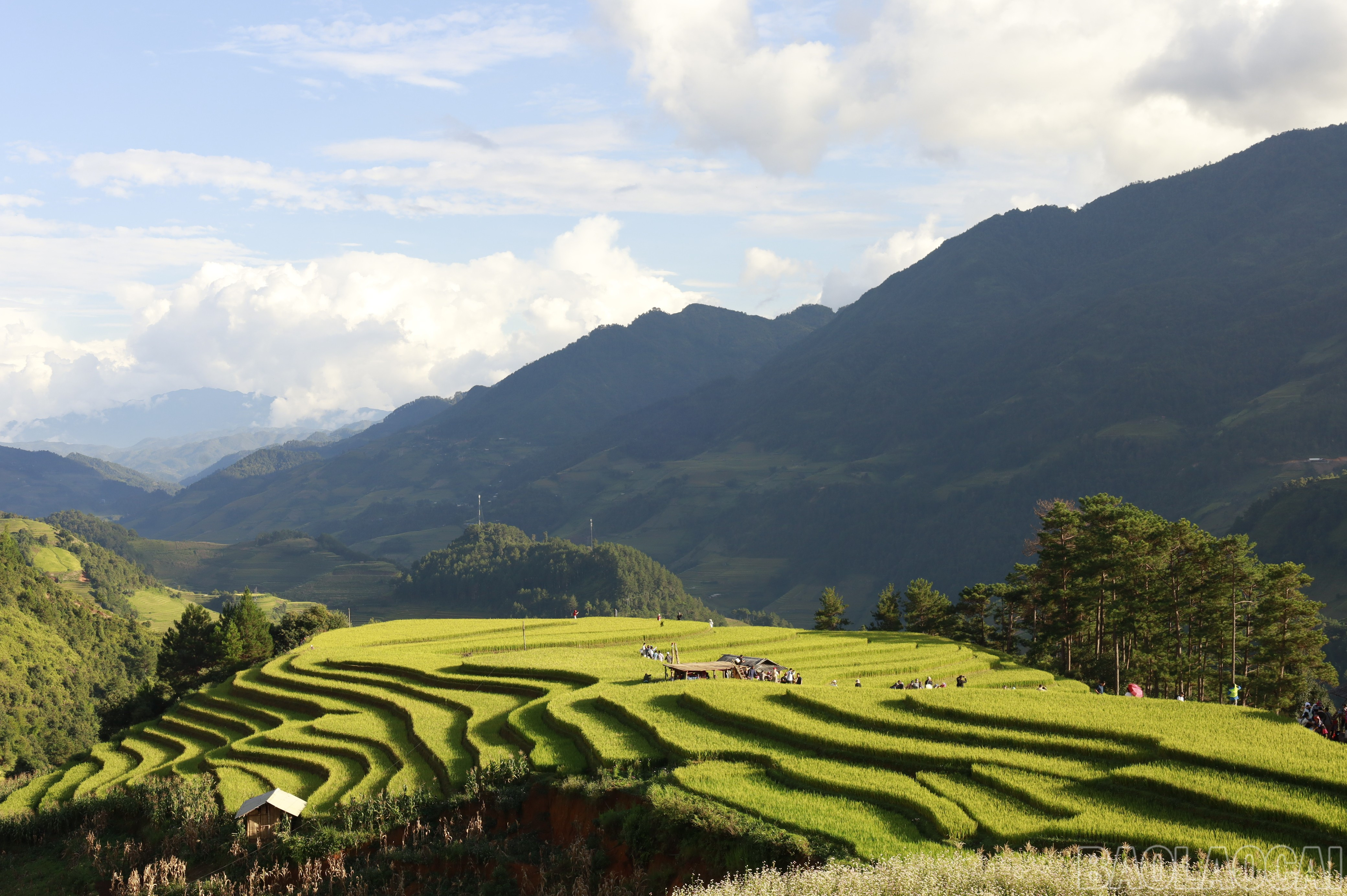 baolaocai-br_mg-8494.jpg
