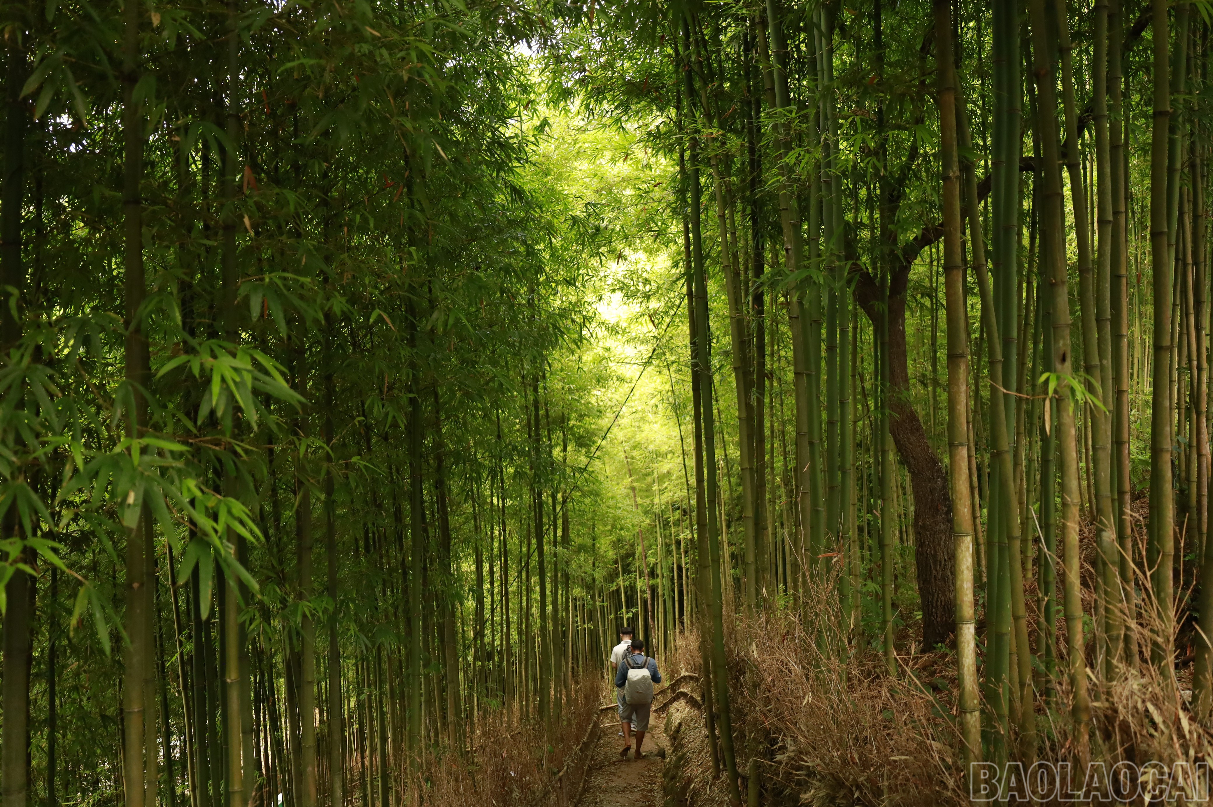 baolaocai-br_mg-8459.jpg