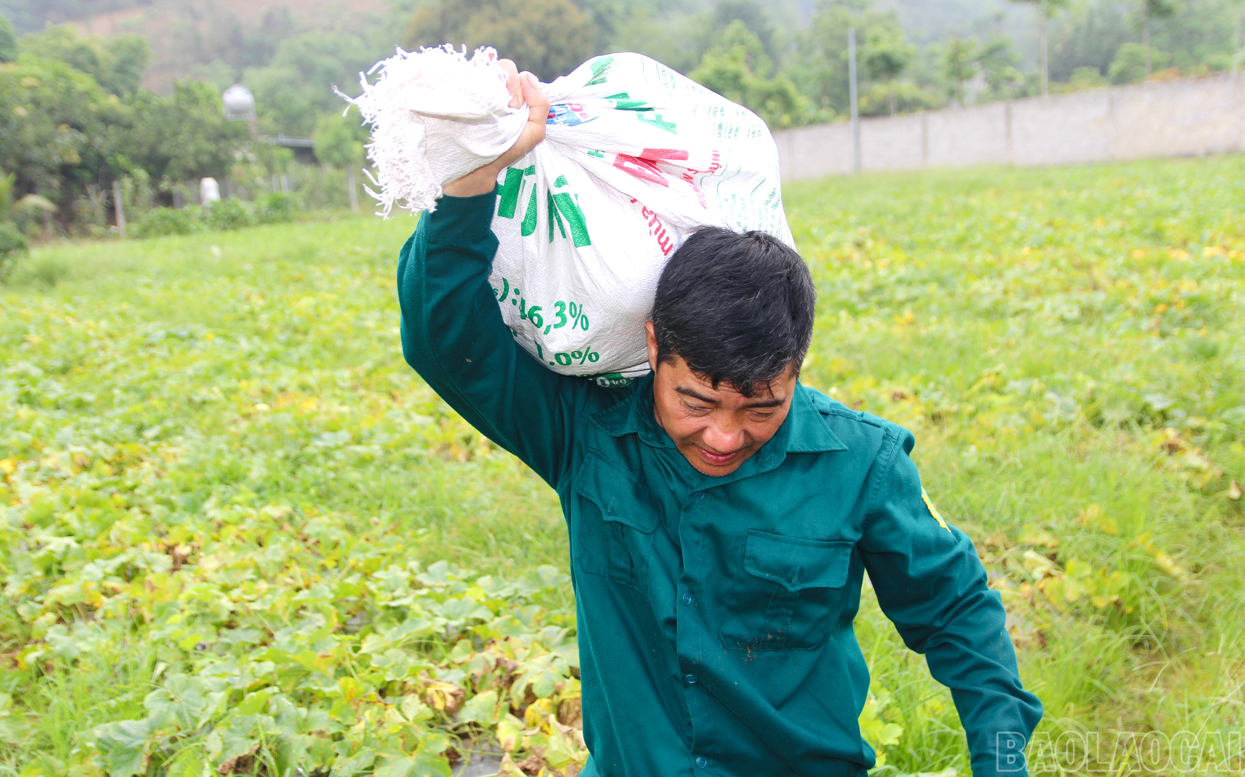 Một số ít dưa cũng được mang đi bán tại chợ trong xã. Theo chia sẻ của người dân, dưa năm nay được mùa, năng suất khoảng 7 - 8 tấn/ha, tuy nhiên giá bán không cao, hiện ở mức 8.000 đồng/kg. baolaocai-br_img-7628.jpg