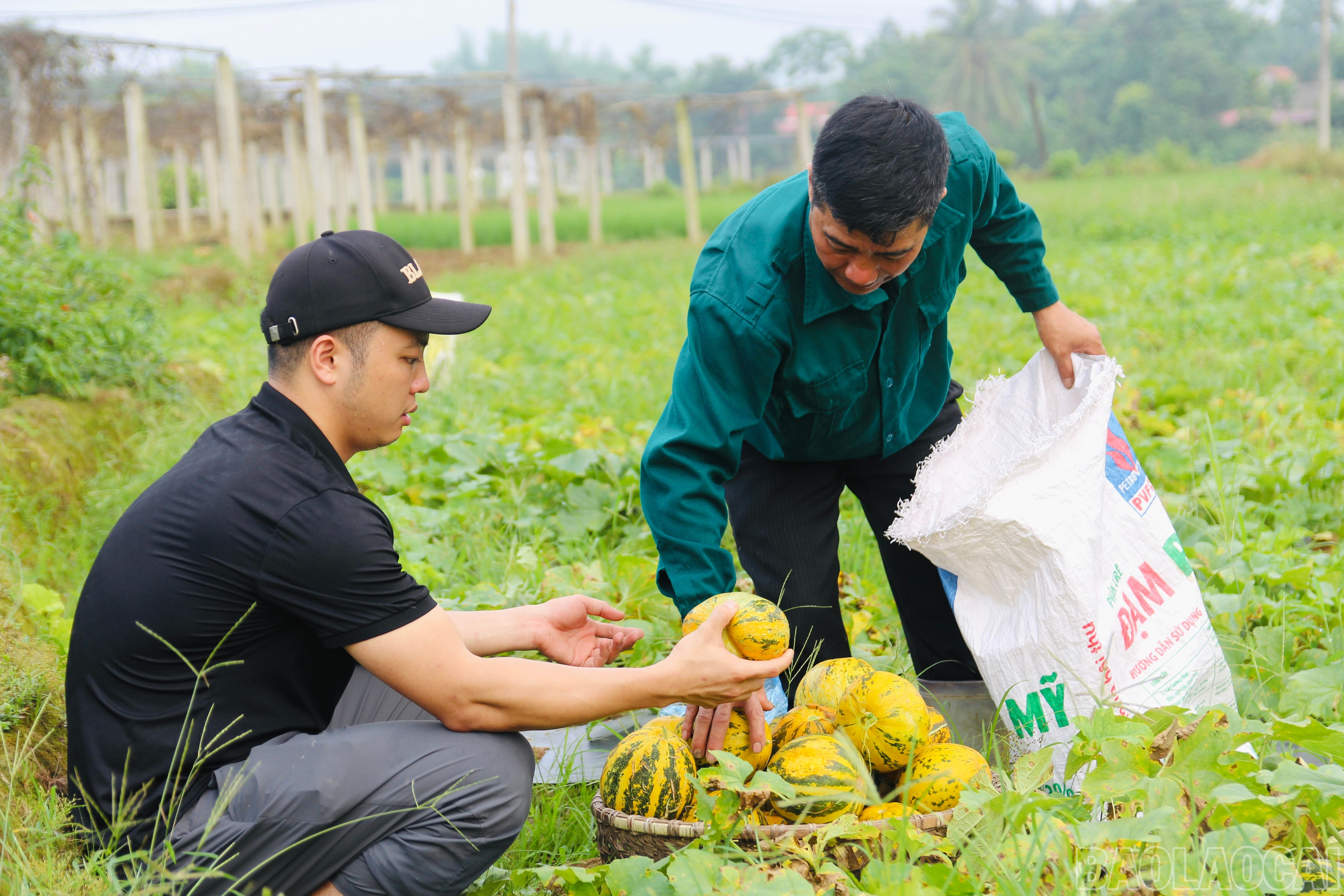 Thời gian gieo trồng dưa bở từ tháng 2 và bắt đầu thu hoạch từ tháng 4 đến tháng 6. baolaocai-br_img-7631.jpg