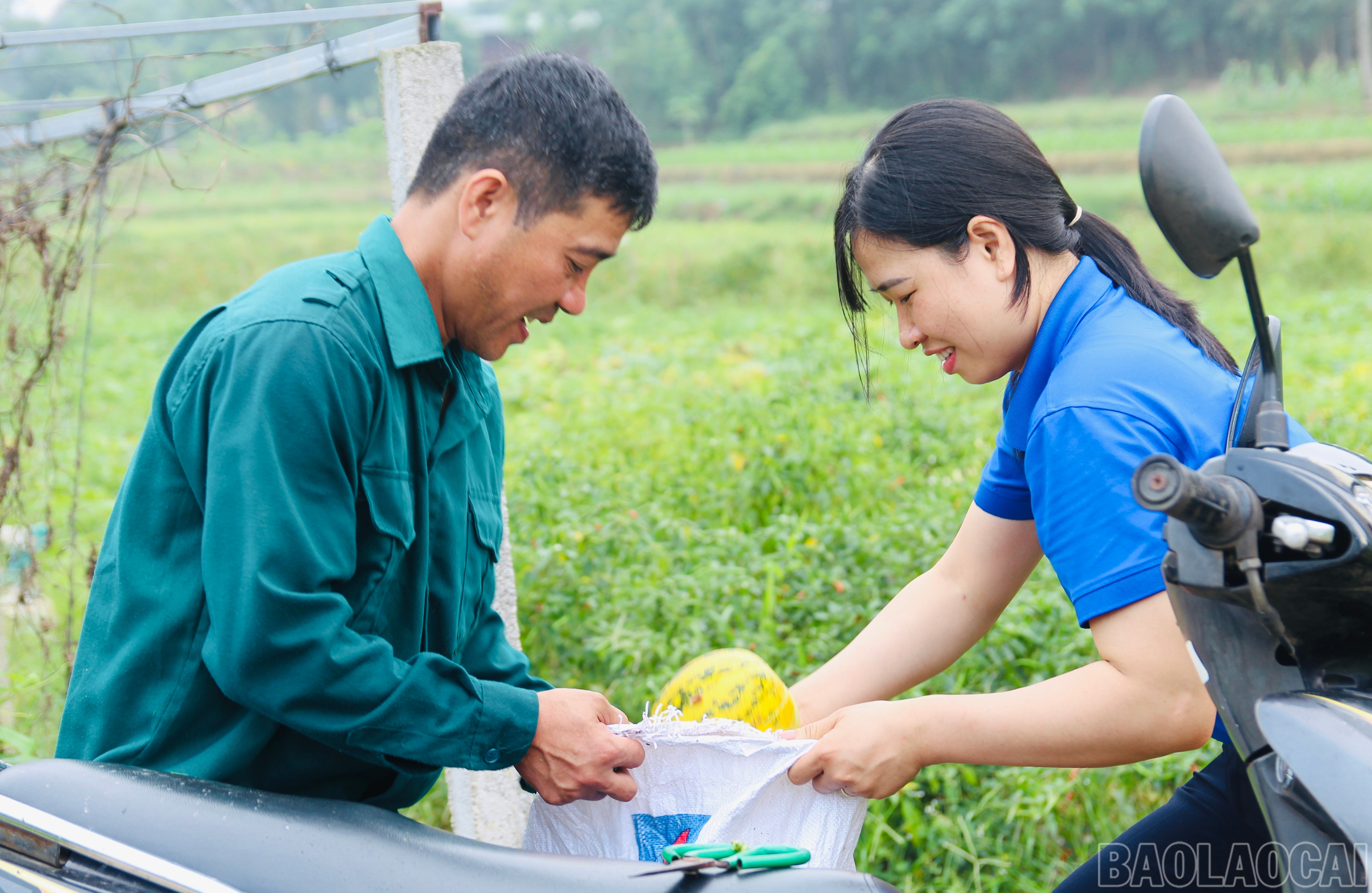 Dưa tại thôn Báu được khách đến mua tại vườn hoặc bán thương lái đem đi tiêu thụ ở nhiều nơi trong cả nước. baolaocai-br_img-7627.jpg