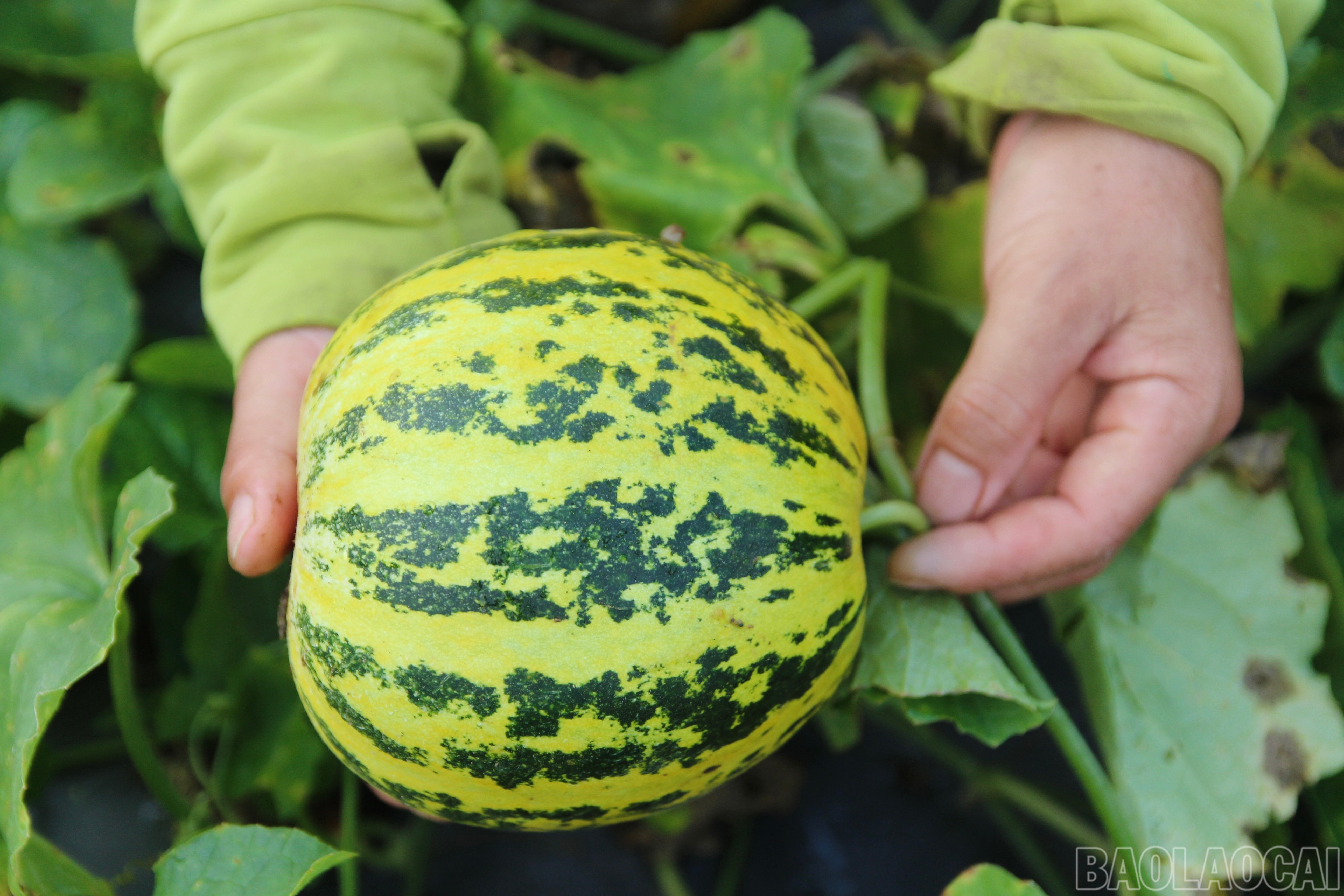 Những trái dưa tươi, ngon được người dân thu hoạch. baolaocai-br_img-7636.jpg