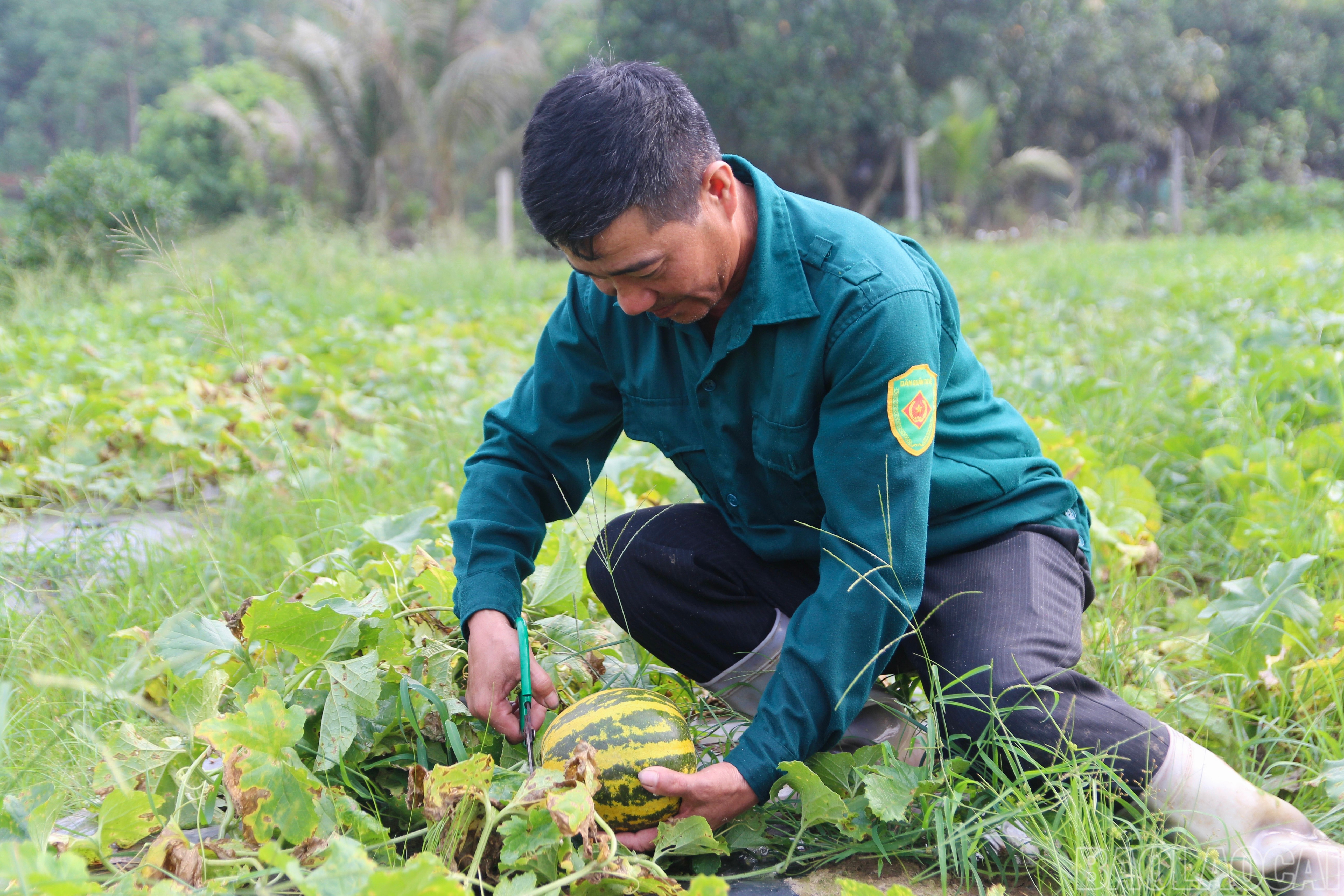 Hằng năm, người dân thôn Báu được tham gia lớp tập huấn do cán bộ khuyến nông huyện truyền dạy, trong đó được hướng dẫn cách gieo hạt, rải bạt, lên luống. Lợi thế về đất đai, khí hậu, cùng việc được tập huấn, ứng dụng kỹ thuật mới đã đem lại hiệu quả trong canh tác, tạo nguồn thu nhập ổn định cho bà con nơi đây. baolaocai-br_img-7632.jpg