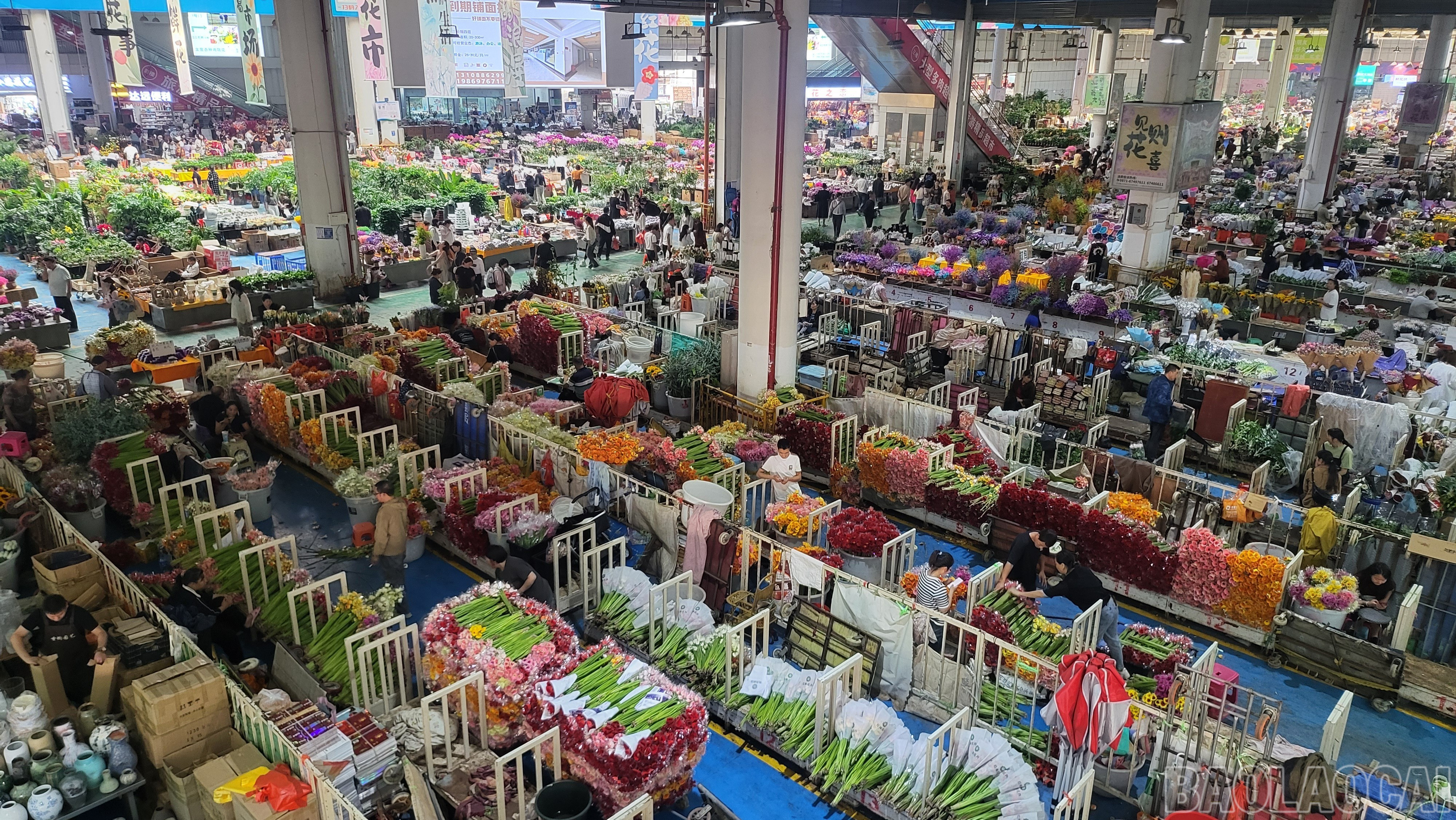 Chợ hoa Đấu Nam điểm đến hấp dẫn của du khách Việt Nam khi tới Trung Quốc. baolaocai-br_20240926-163707-2855-6562.jpg
