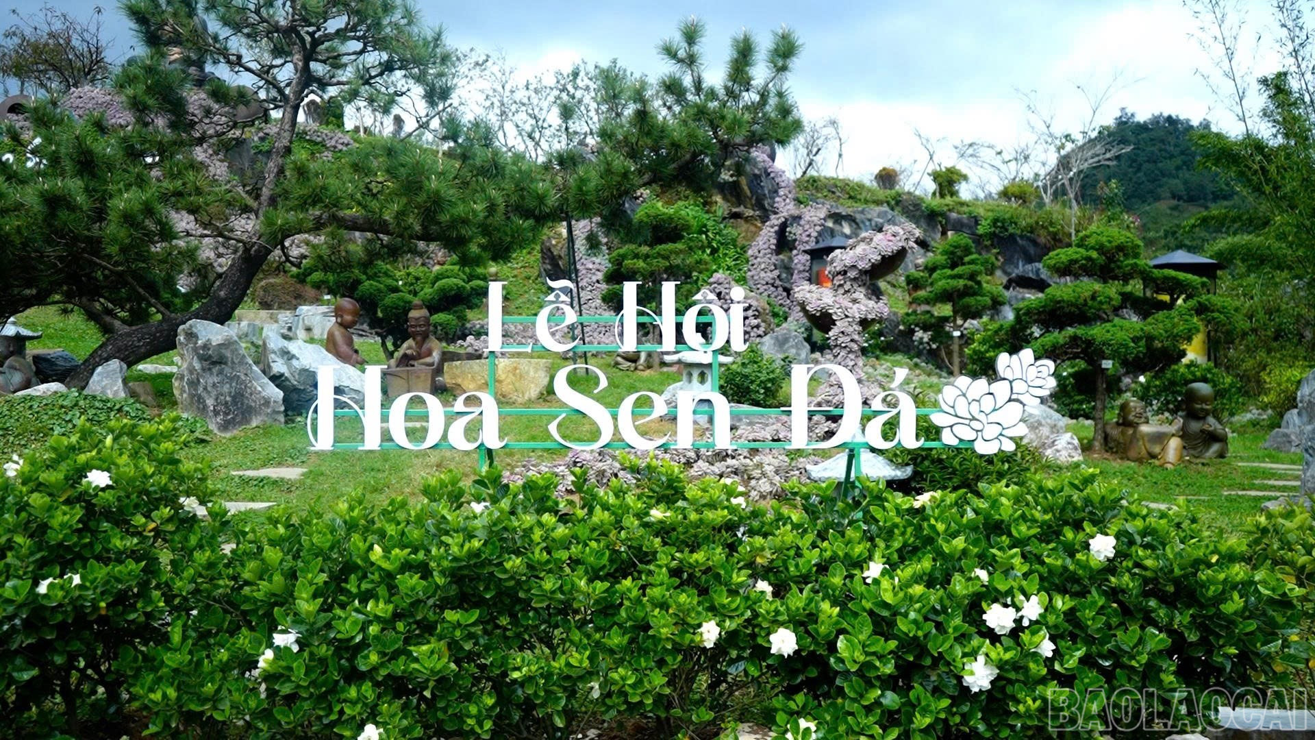 Lễ hội Hoa sen đá diễn ra từ ngày 25/10. baolaocai-br_img-6333.jpg