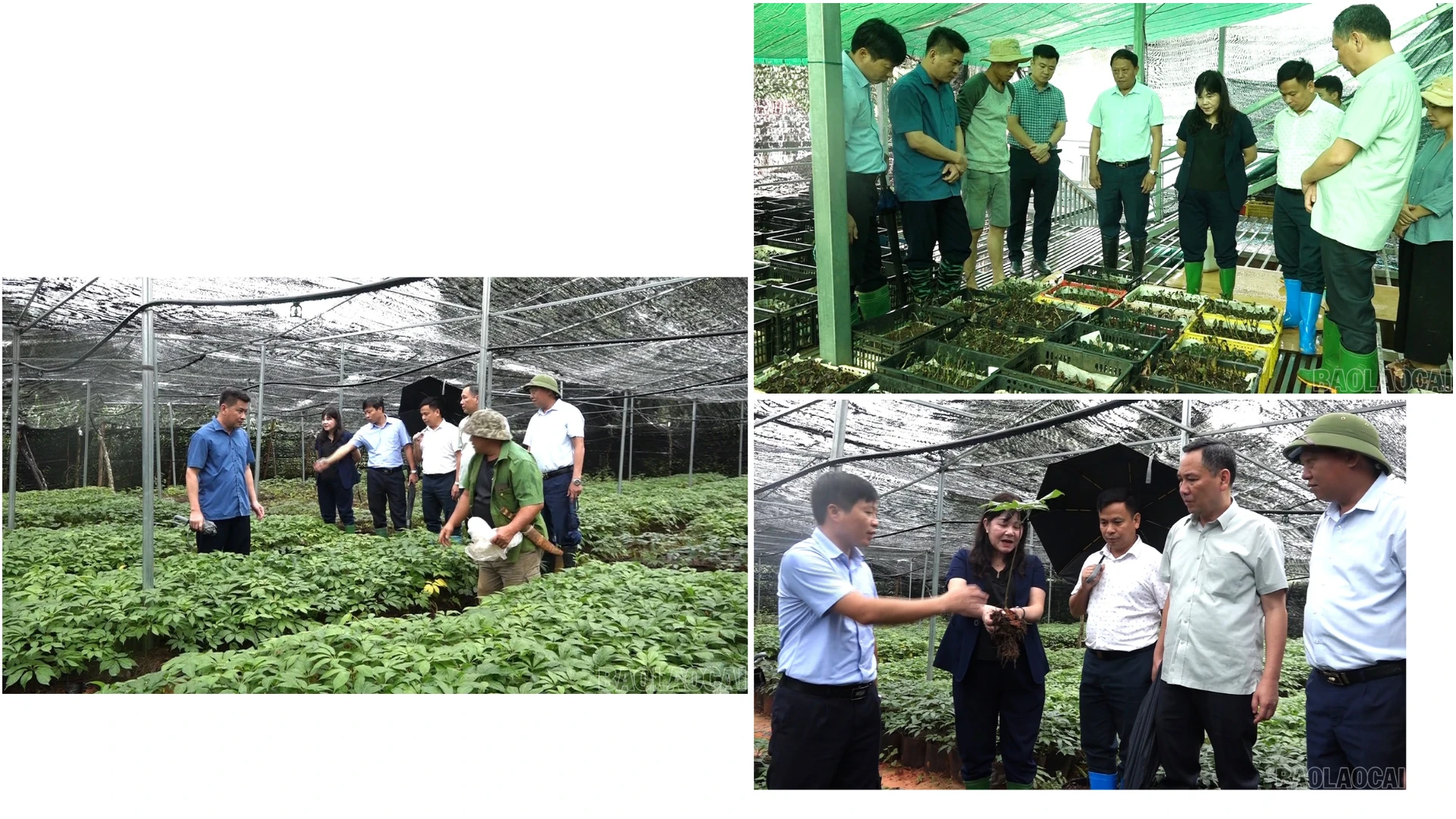 Đồng chí Hoàng Thị Thanh Bình - Phó Chủ tịch HĐND tỉnh Lào Cai khảo sát mô hình phát triển dược liệu tại xã Púng Luông.