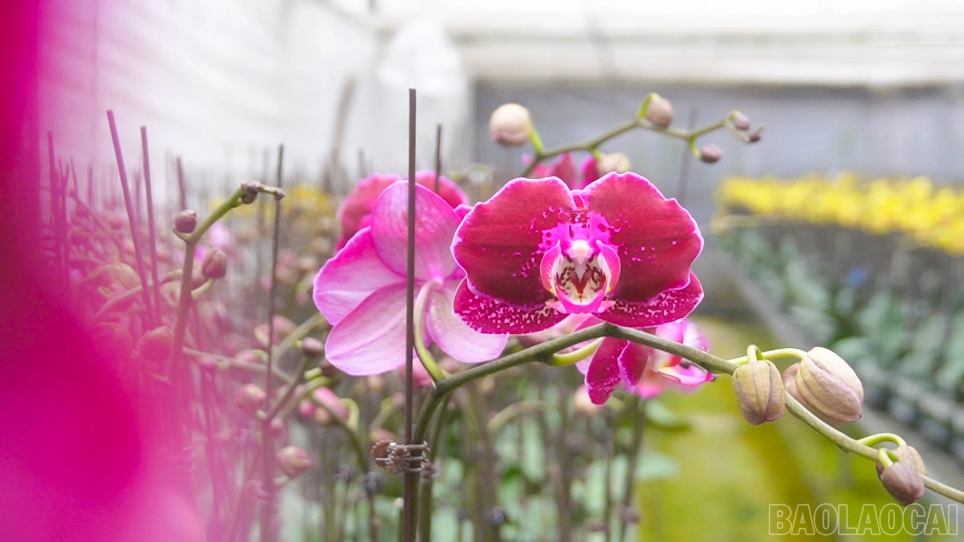 Bên cạnh giá trị thẩm mỹ, ưu điểm của loài hoa này là thời gian nở kéo dài nên được nhiều khách hàng ưu tiên lựa chọn để trang trí nhà trong dịp Tết, đồng thời làm quà tặng mang ý nghĩa chúc mừng năm mới, thể hiện sự quan tâm, gắn kết giữa người tặng và người nhận.