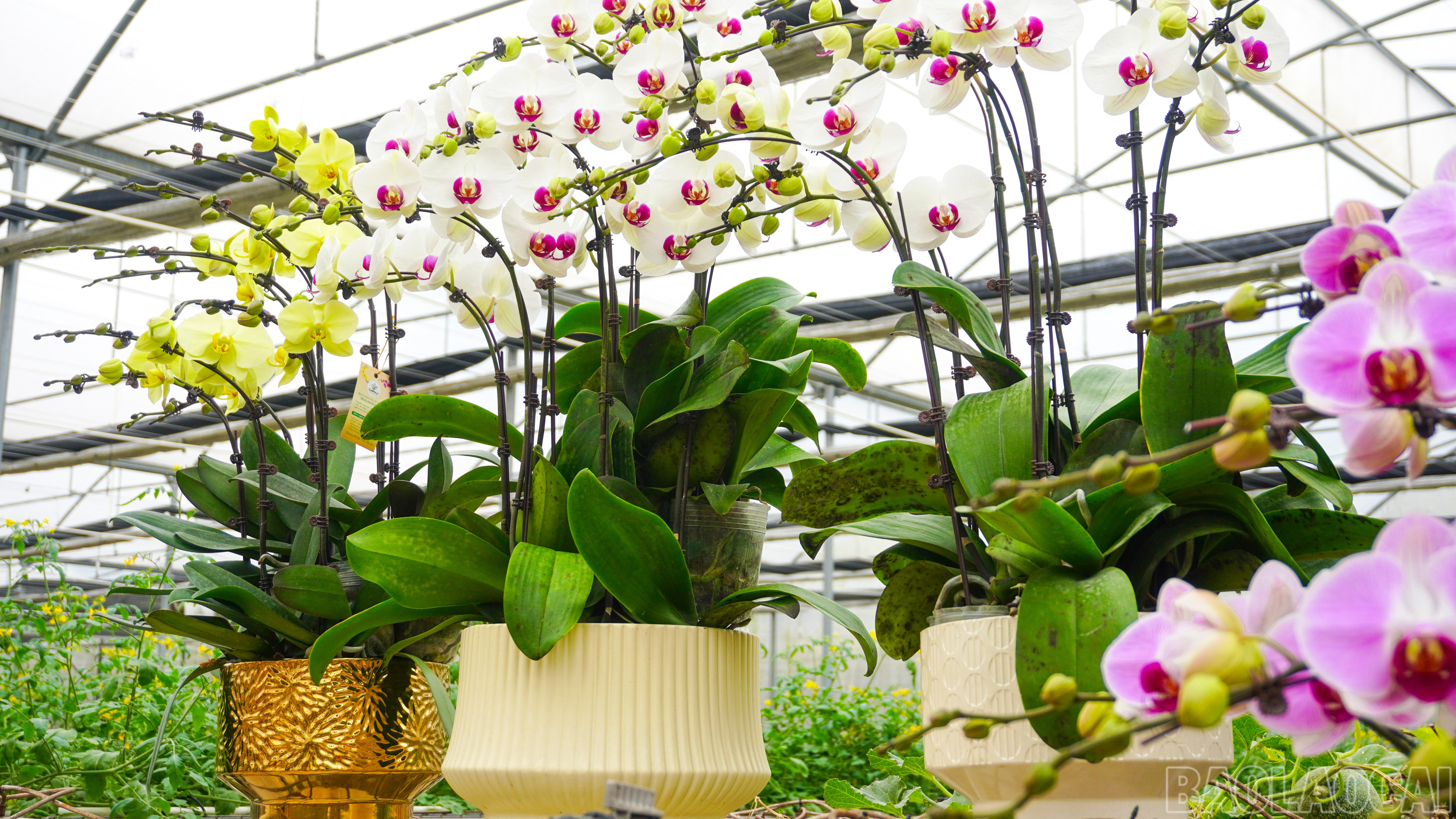 Một số cây hoa đã lên chậu, sẵn sàng được vận chuyển đến tay khách hàng.