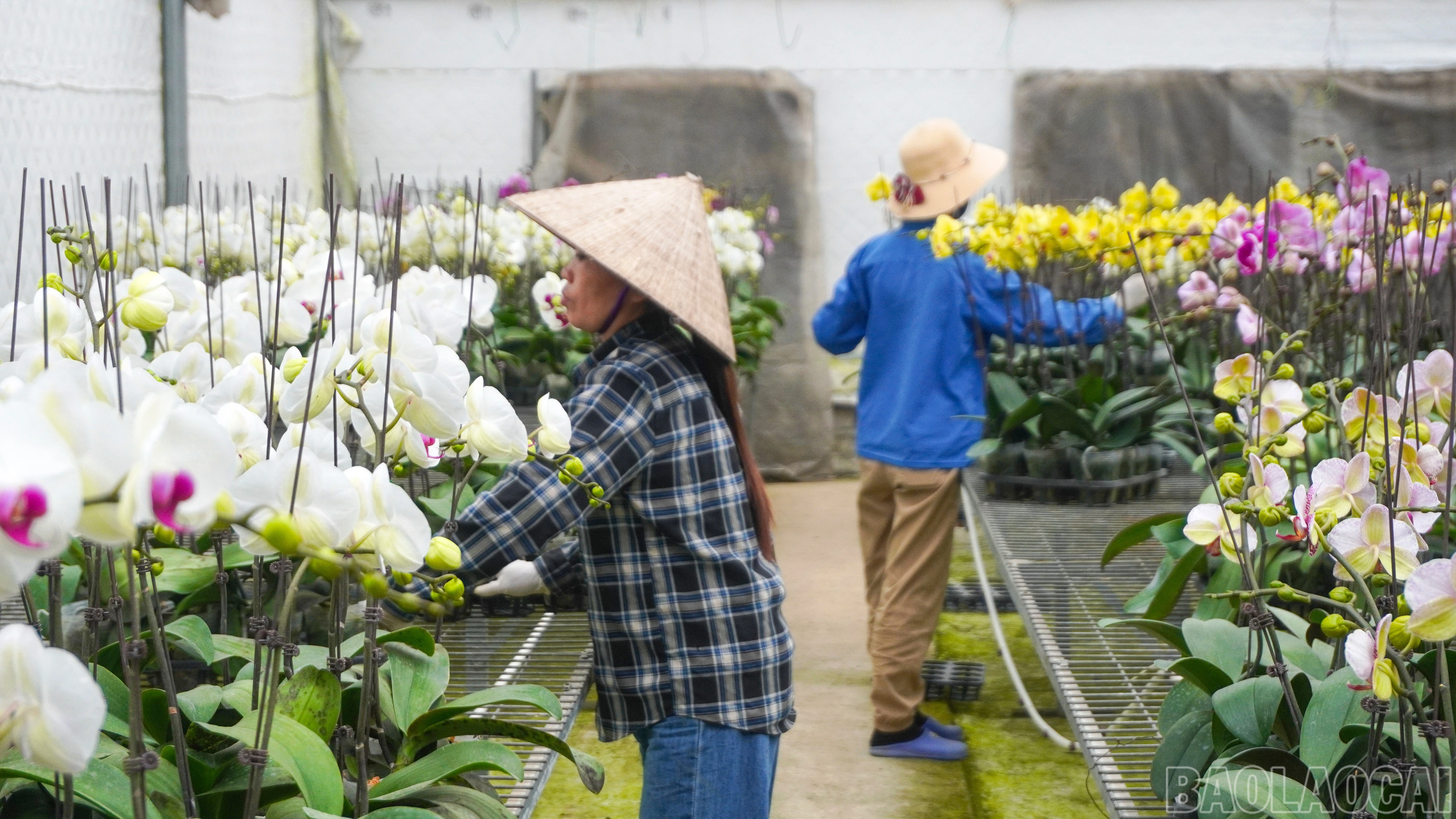 Theo chia sẻ của chủ vườn, khí hậu vùng trung du và miền núi phía Bắc không mấy thuận lợi cho các loài hoa kiêu kỳ như lan hồ điệp, do đó, để chăm hoa nở đều, đẹp cần sự chăm sóc tỉ mẩn và tính toán kỹ lưỡng.