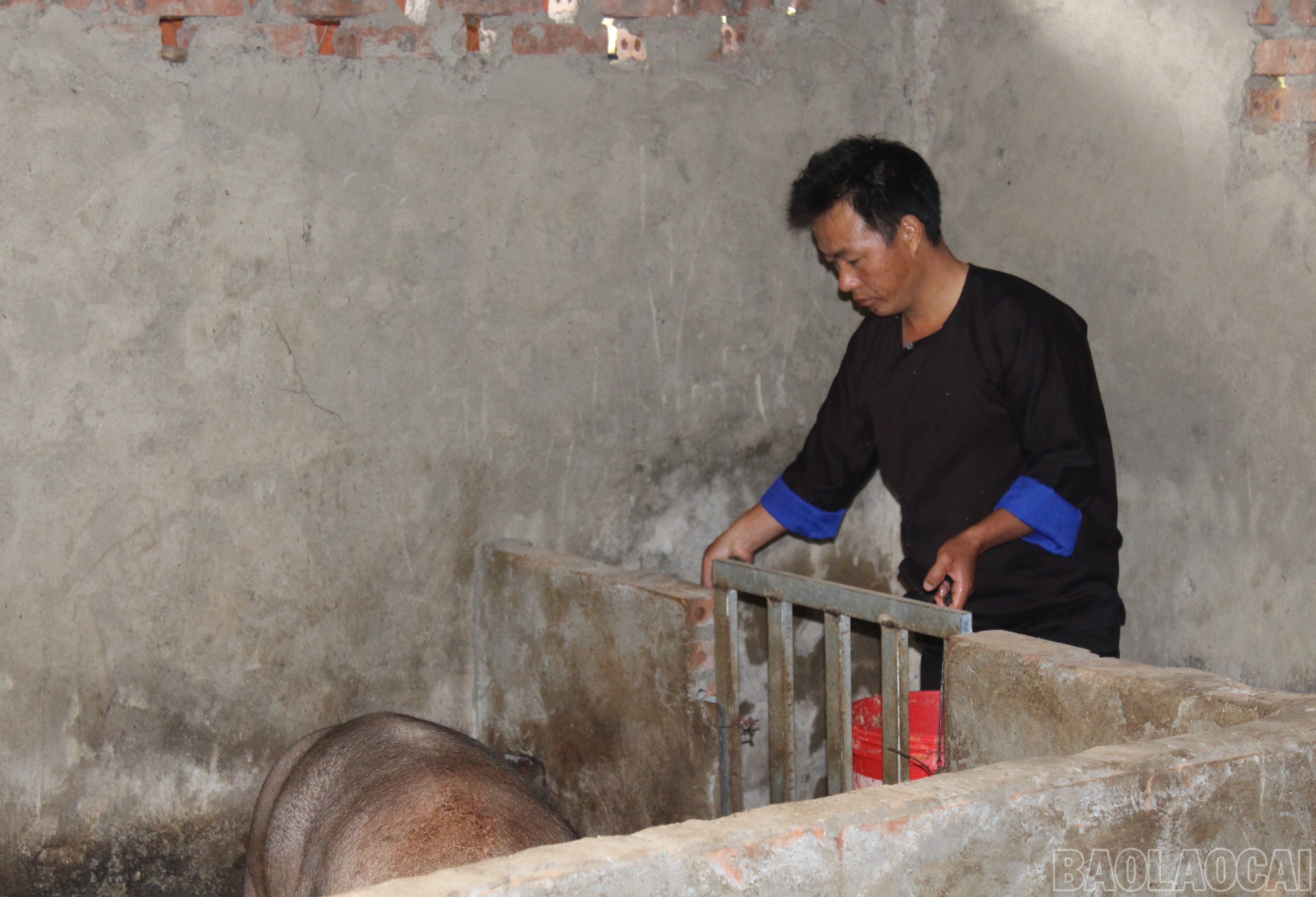 Vàng A Hồng thành công với mô hình nuôi lợn đen bản địa. baolaocai-br_6.jpg