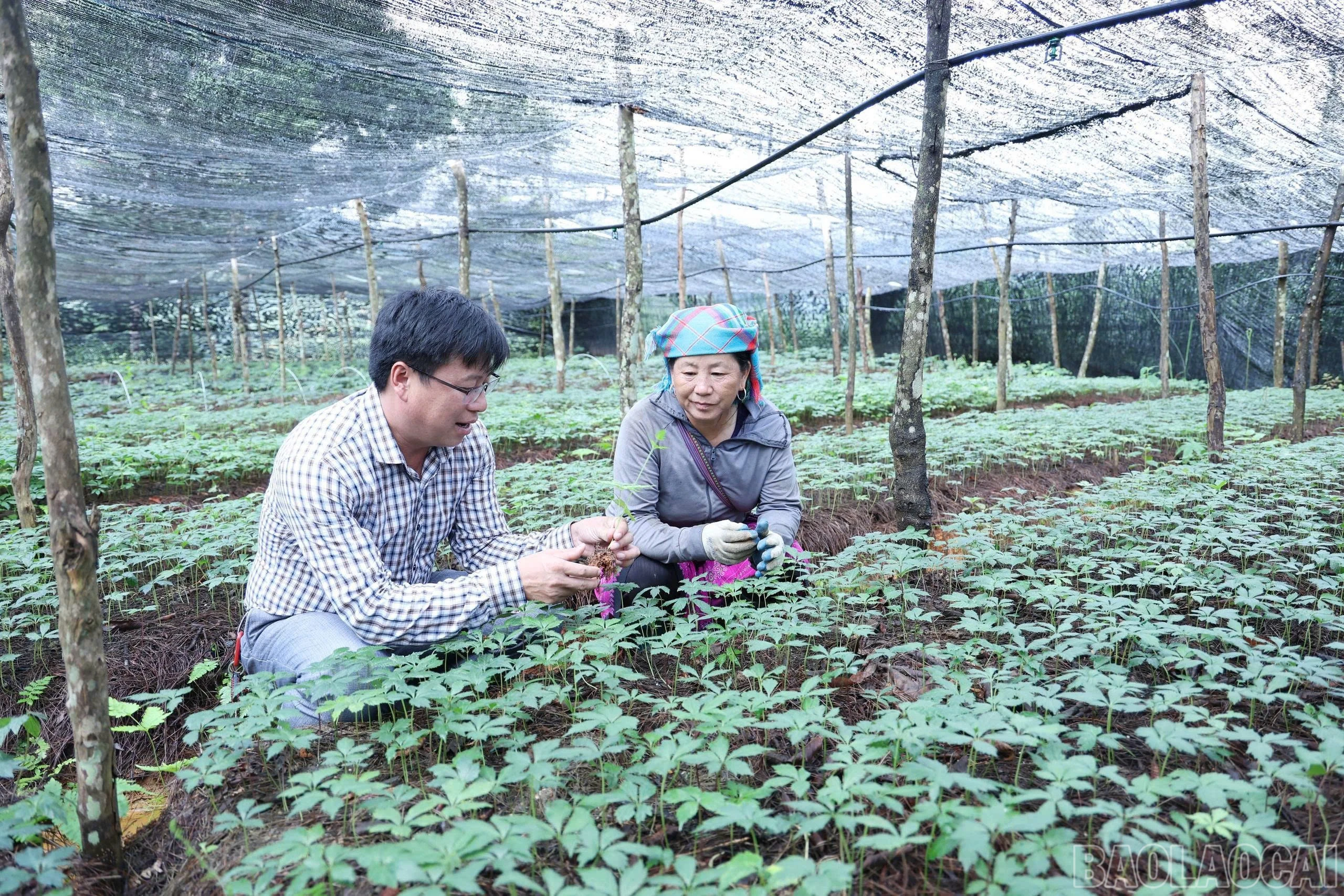 Mô hình canh tác dược liệu tại xã Púng Luông.