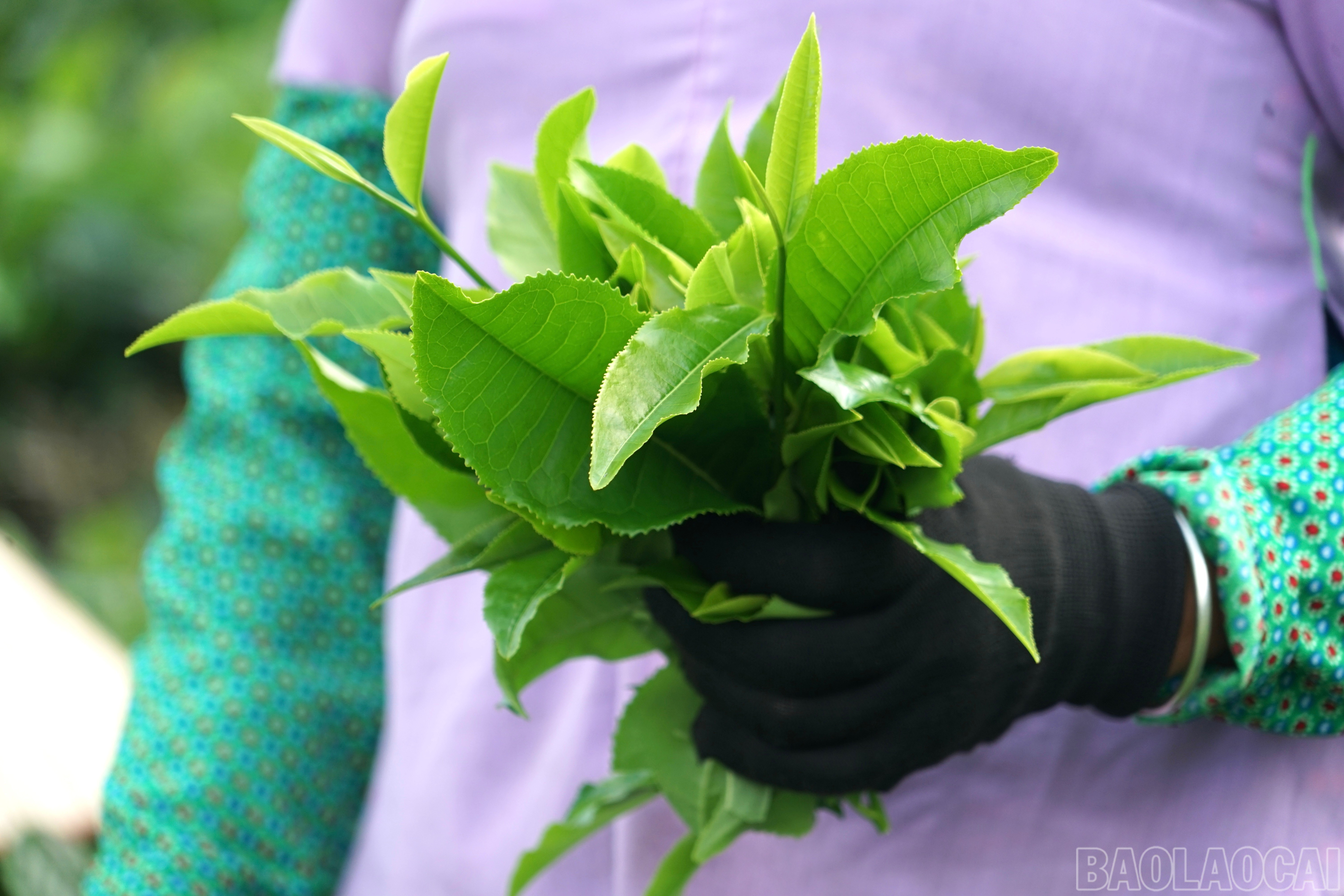 Chè được hái thủ công để giữ nguyên độ tươi và vị thanh thuần khi chế biến. Mỗi vụ chè không chỉ mang lại thu nhập mà còn là dịp để cộng đồng cùng hòa mình vào nhịp sống lao động tràn đầy sức sống giữa thiên nhiên hùng vĩ. baolaocai-br_img-8341.jpg