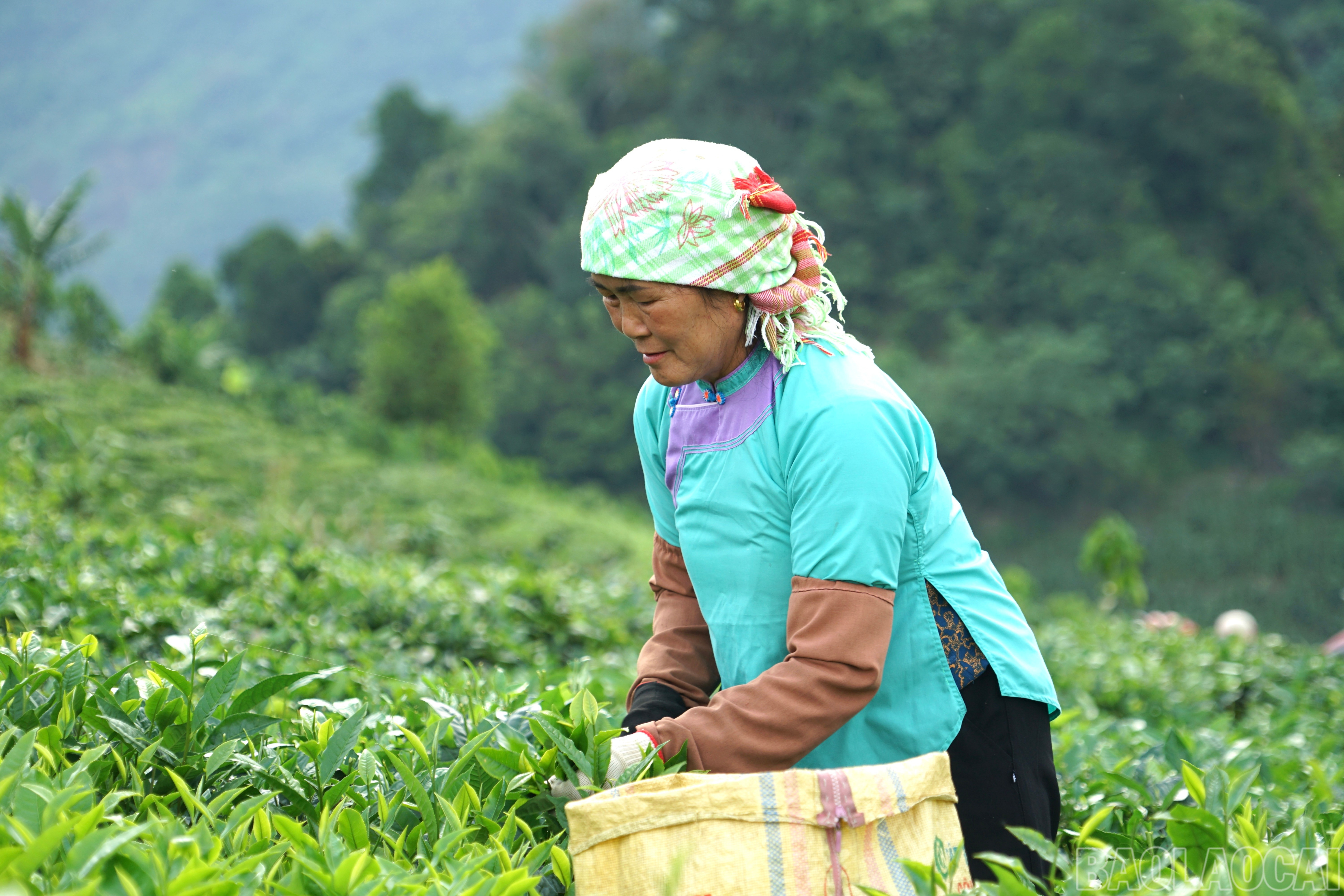 Gia đình bà Trương Thị Mai, thôn Lùng Vai, xã Lùng Vai có 3 nương chè, mỗi vụ bà thu khoảng 3 tấn chè. Búp chè xanh hiện được bán với giá 6 nghìn đồng/kg. baolaocai-br_img-8346.jpg