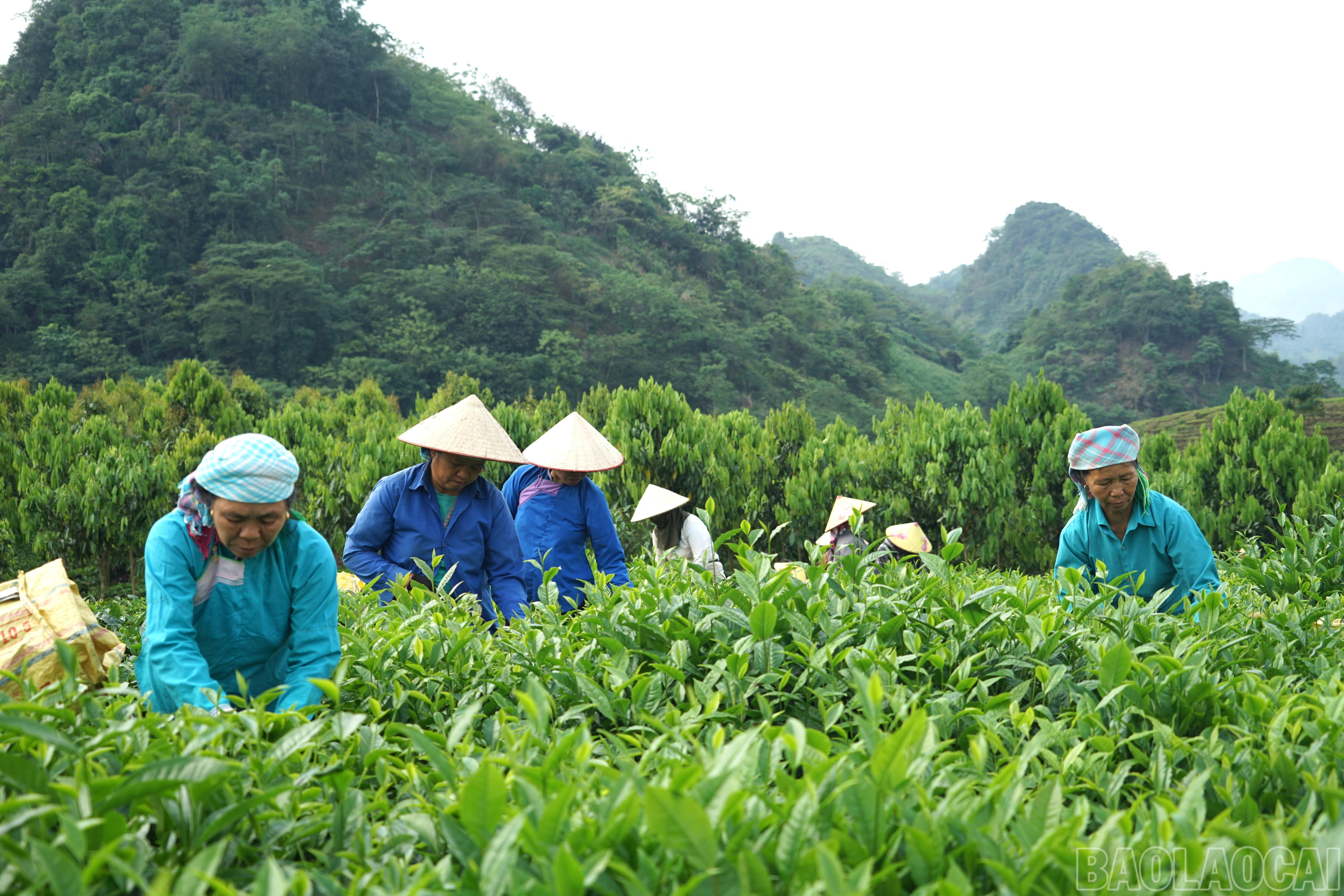 Bà con ở Lùng Vai cứ 40 ngày sẽ thu chè 1 lần, kéo dài từ vụ chè xuân cho đến tận tháng 10. Để đảm bảo hái chè đúng thời vụ, bà con trong thôn thường đổi công cho nhau. baolaocai-br_img-8339.jpg