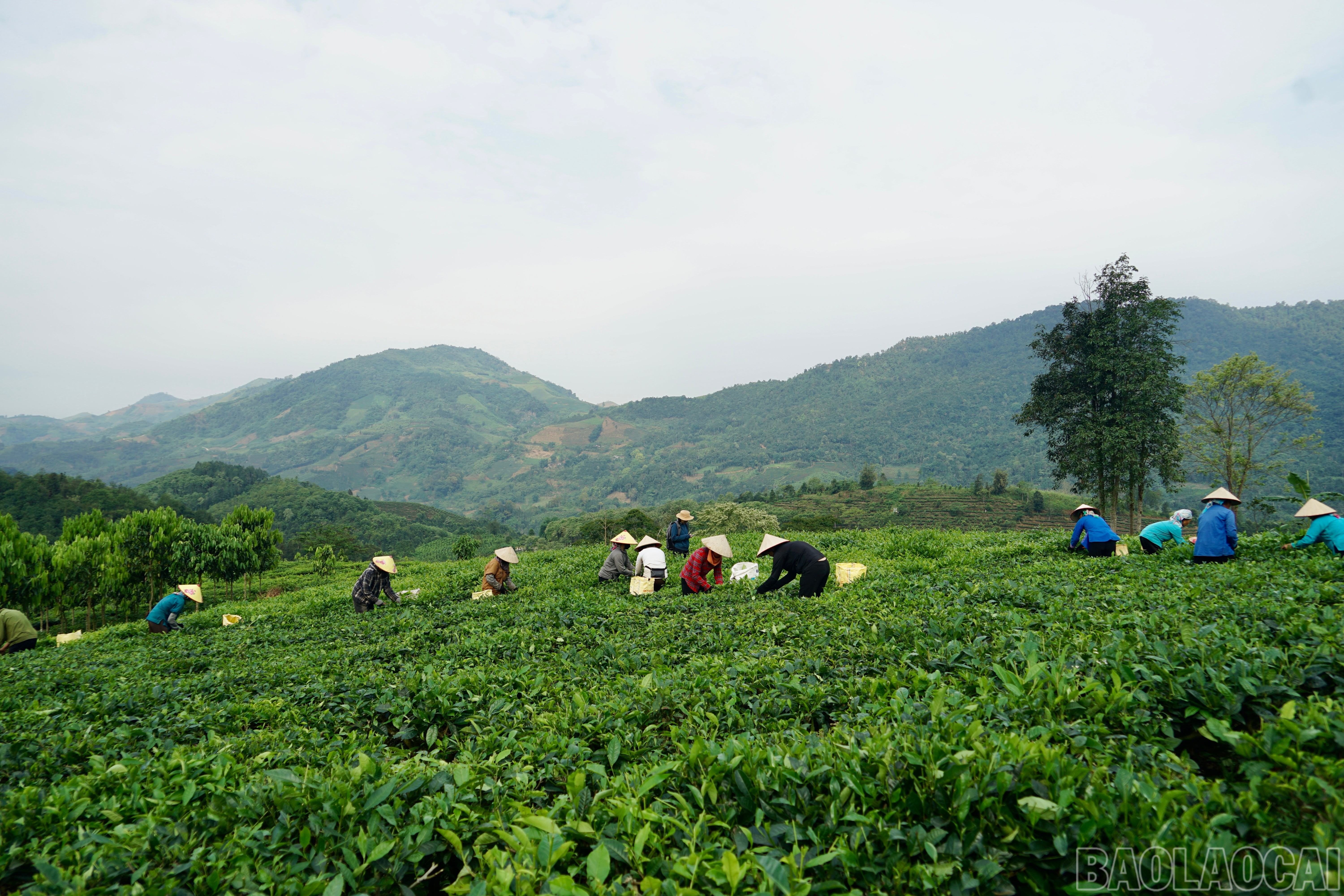 Không chỉ là một sinh kế, mà là niềm hy vọng bền bỉ qua từng mùa vụ - cây chè đang góp phần thay đổi diện mạo vùng nông thôn, mang lại sức sống mới cho từng nếp nhà, từng bản làng ở Lùng Vai. baolaocai-br_img-8345.jpg