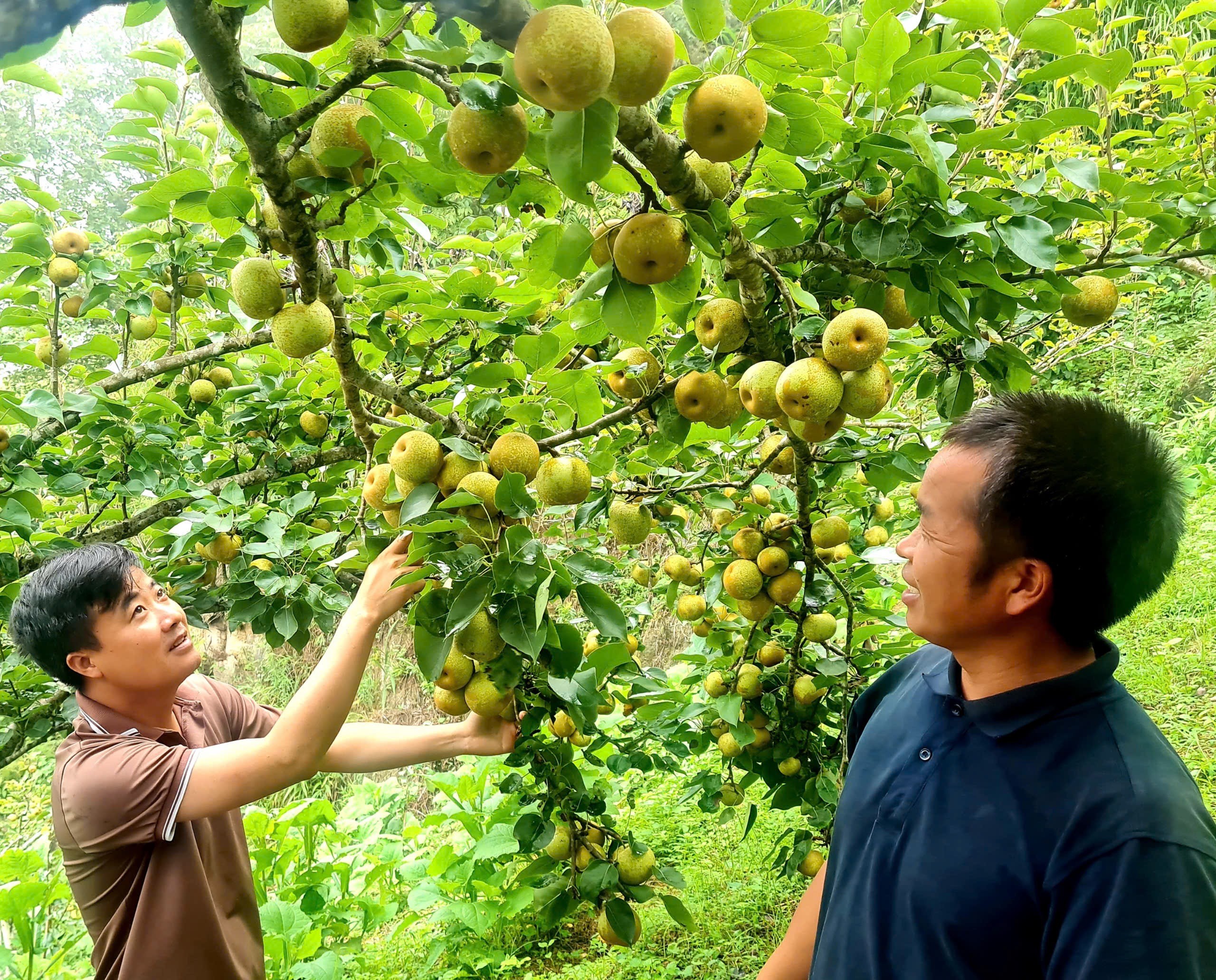 Nhiều sản phẩm nông nghiệp chất lượng, năng suất cao, thay đổi đời sống của bà con. IMG_8121.jpeg