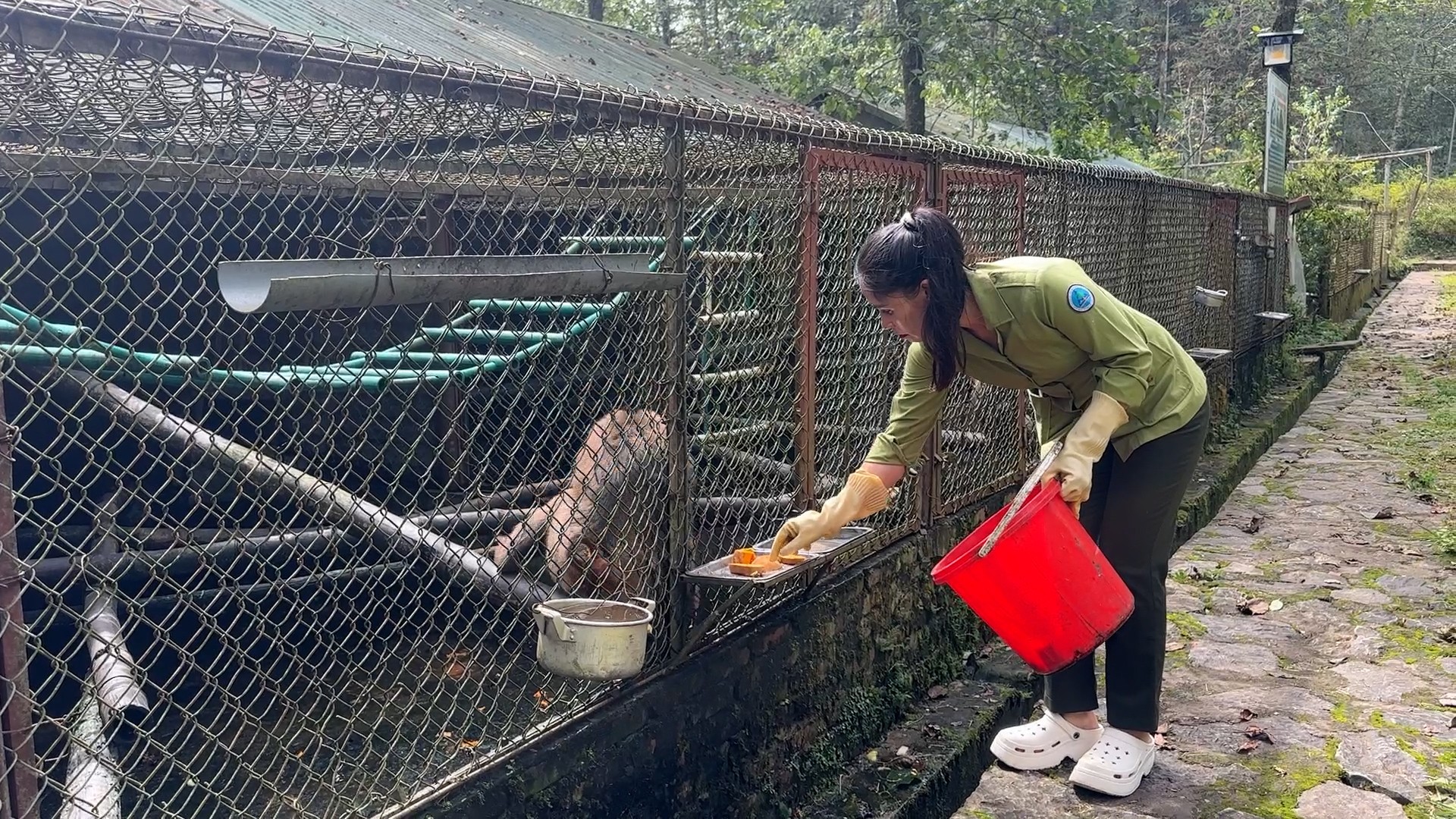 Chị Hường chăm sóc khỉ. 1.jpg