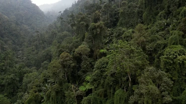 Nà Hẩu: Khi bảo vệ rừng trở thành sinh kế và trách nhiệm