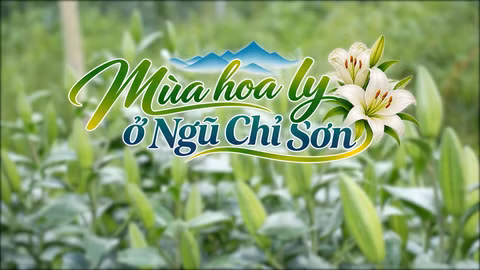 Khám phá Lào Cai: Mùa hoa ly ở Ngũ Chỉ Sơn