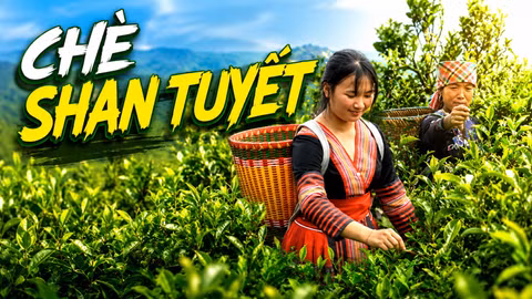 Chè Shan tuyết - từ cây đặc sản đến trụ cột kinh tế vùng cao