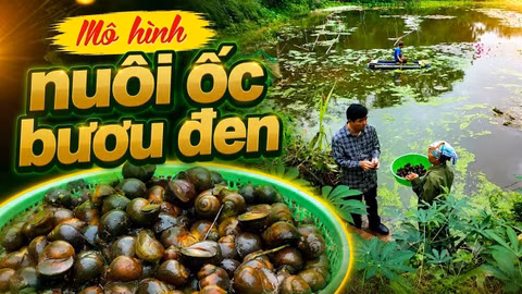 Hiệu quả từ mô hình nuôi ốc bươu đen ở Phong Niên