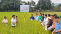 Lâm Thượng đánh giá giống lúa lai SYN12 trên đồng ruộng