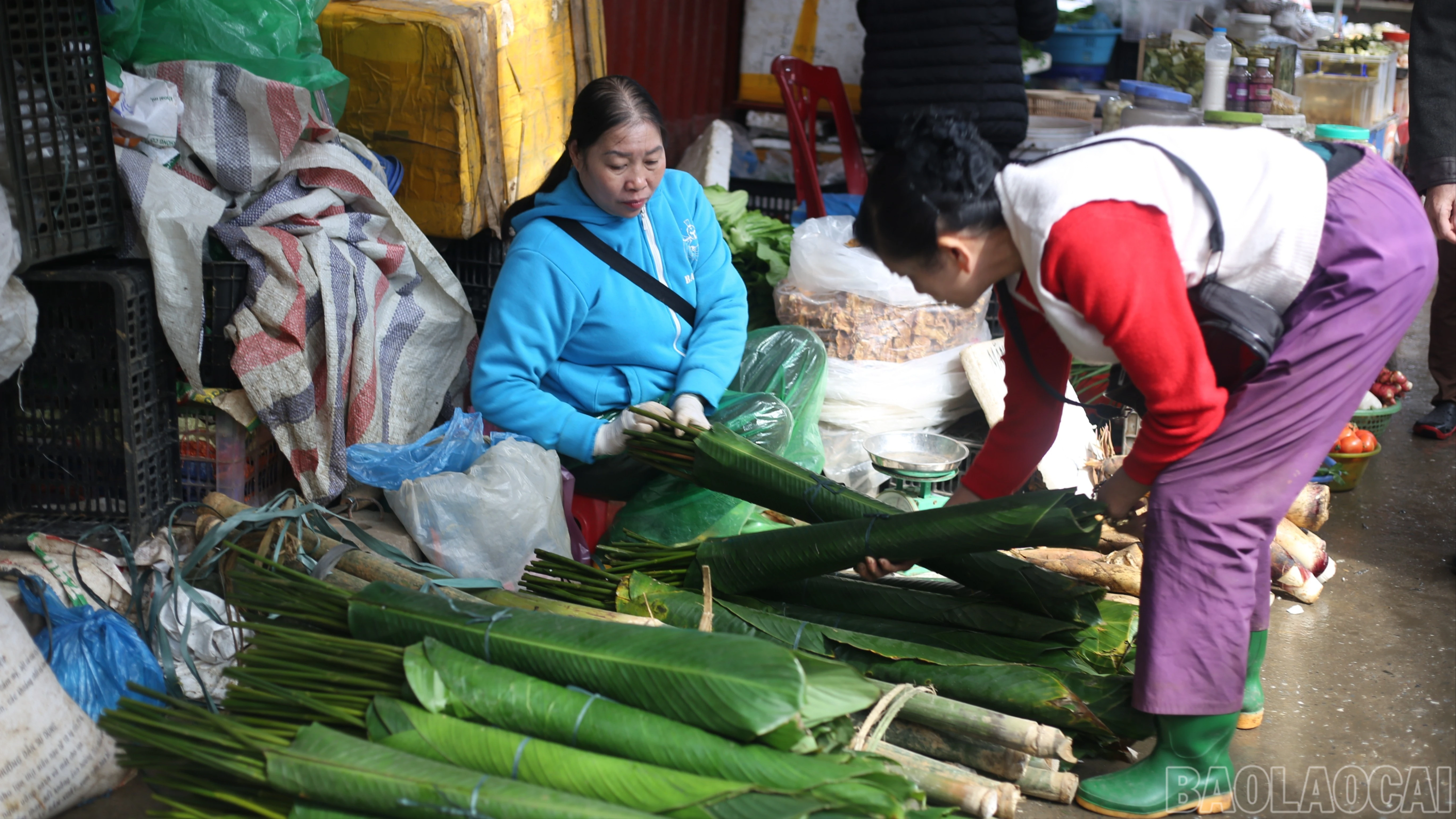 baolaocai-br_la-dong-7545.jpg