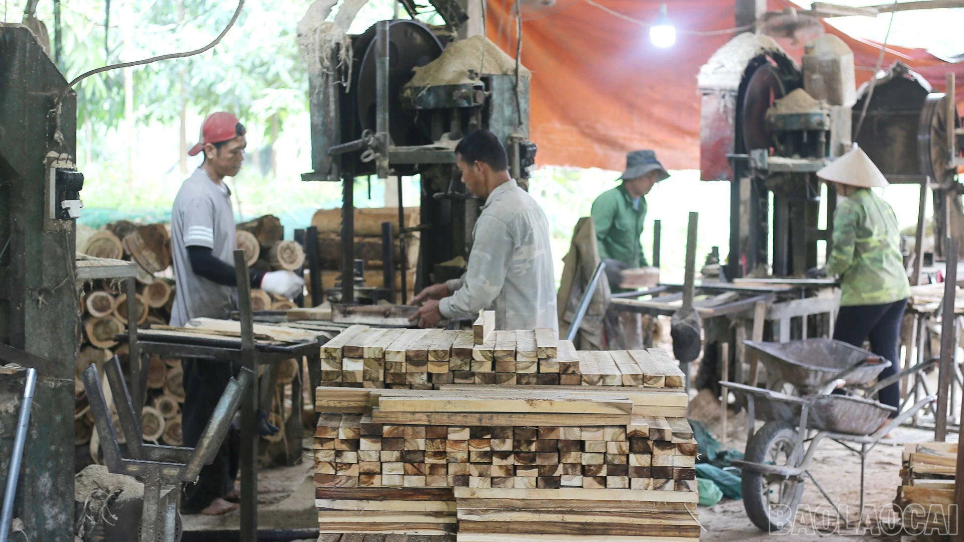 baolaocai-br_img-2332.jpg