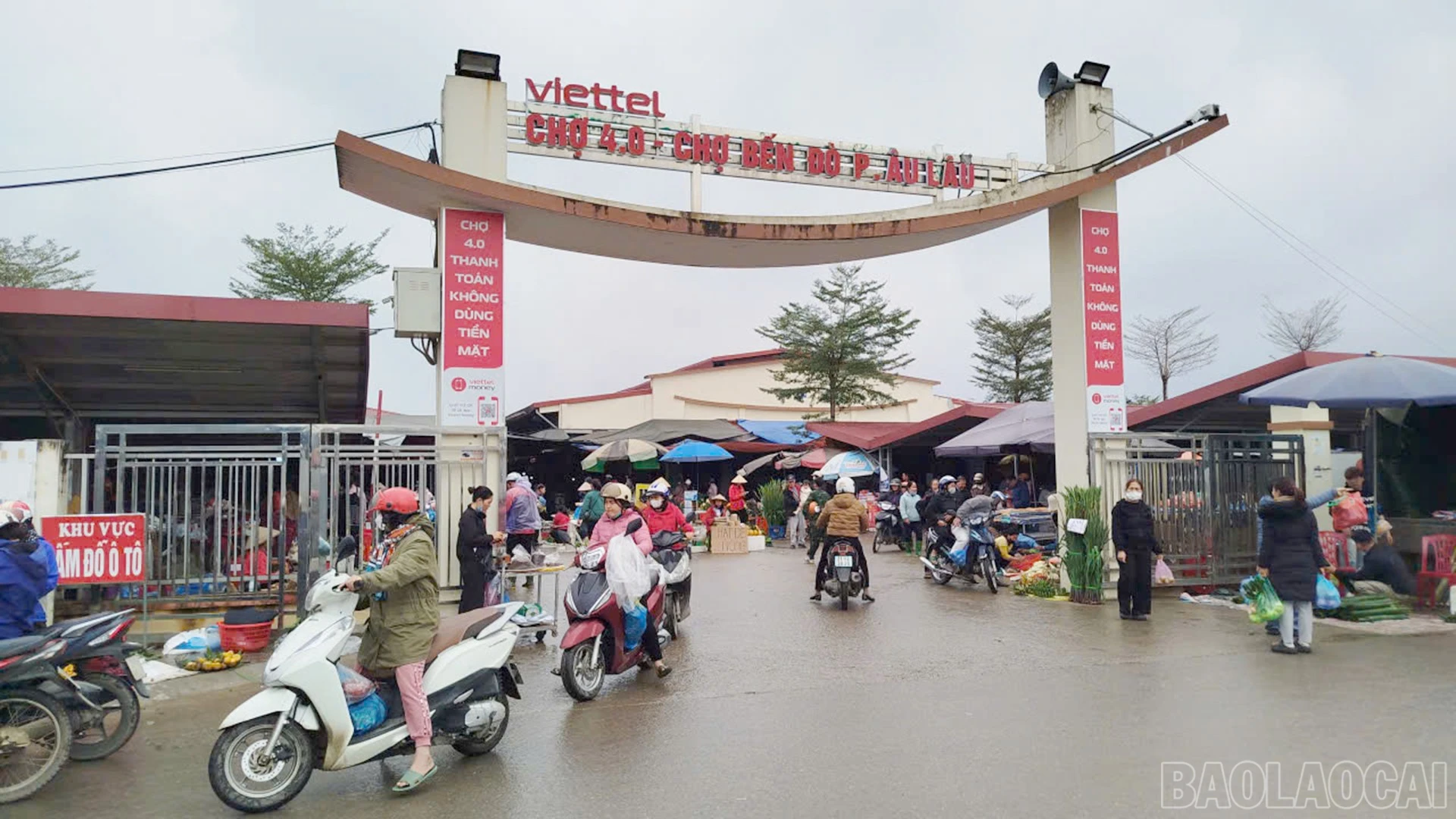 baolaocai-br_1.jpg