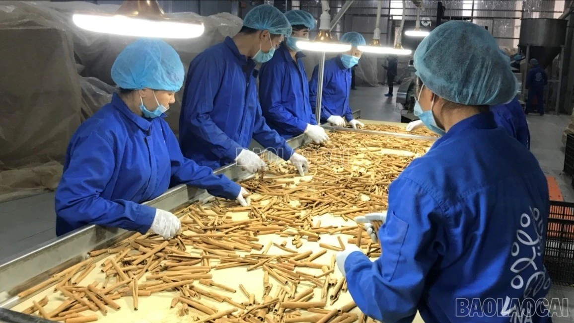 baolaocai-c-xu-ly-nguyen-lieu-che-bien-tai-htx-que-hoi-viet-nam-xa-dao-thinh-huyen-tran-yen.jpg