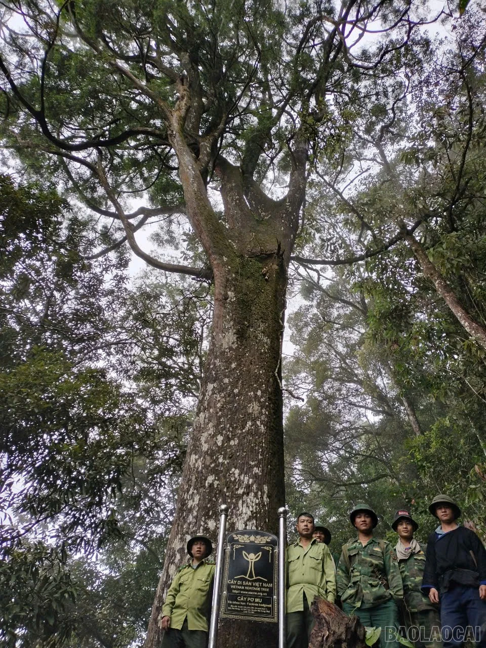 baolaocai-br_5.jpg