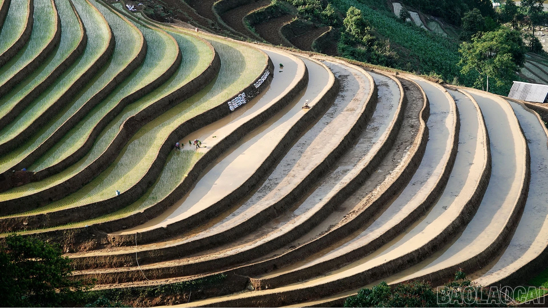 baolaocai-br_dsc02668.jpg