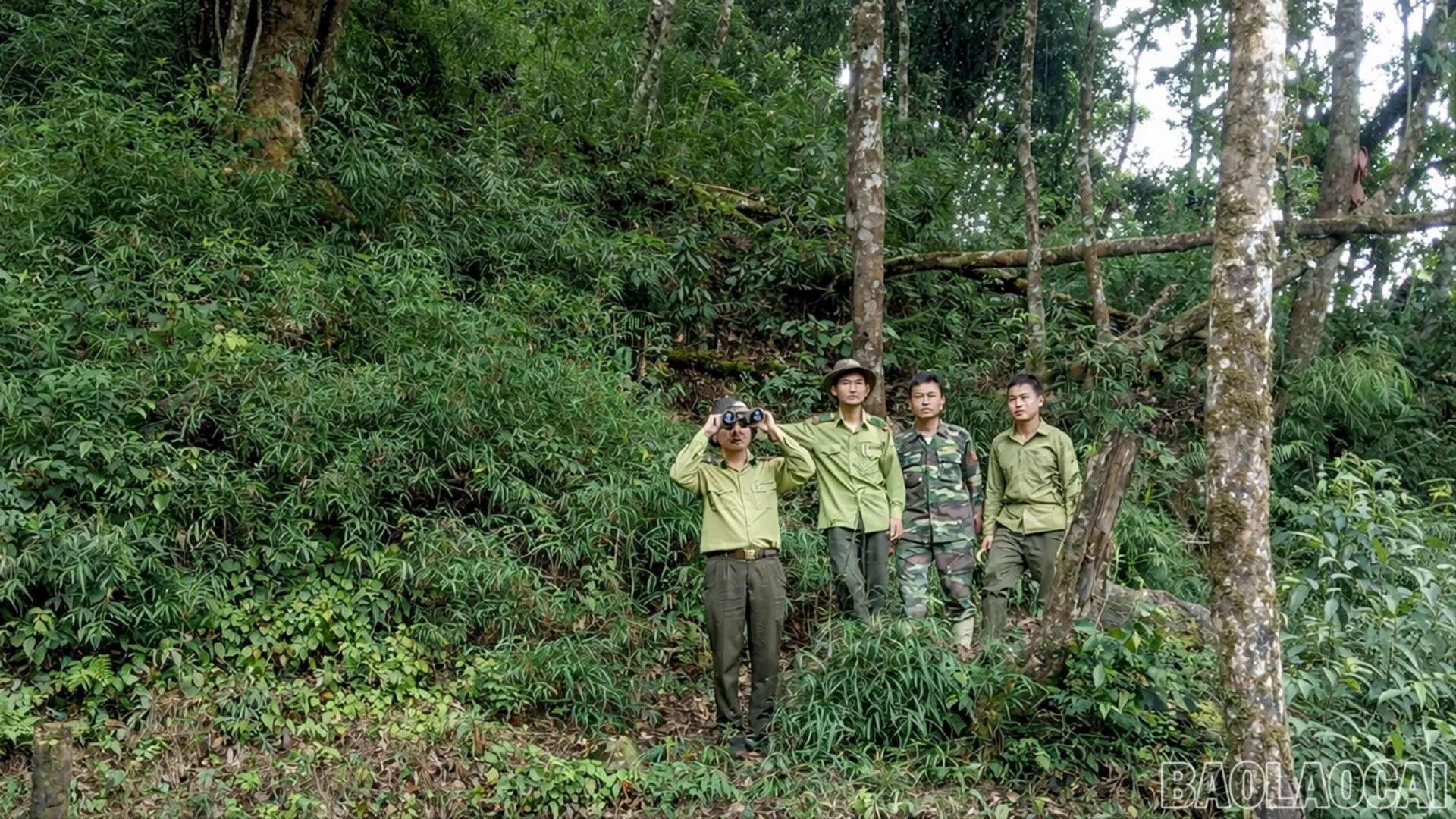 baolaocai-br-1.jpg