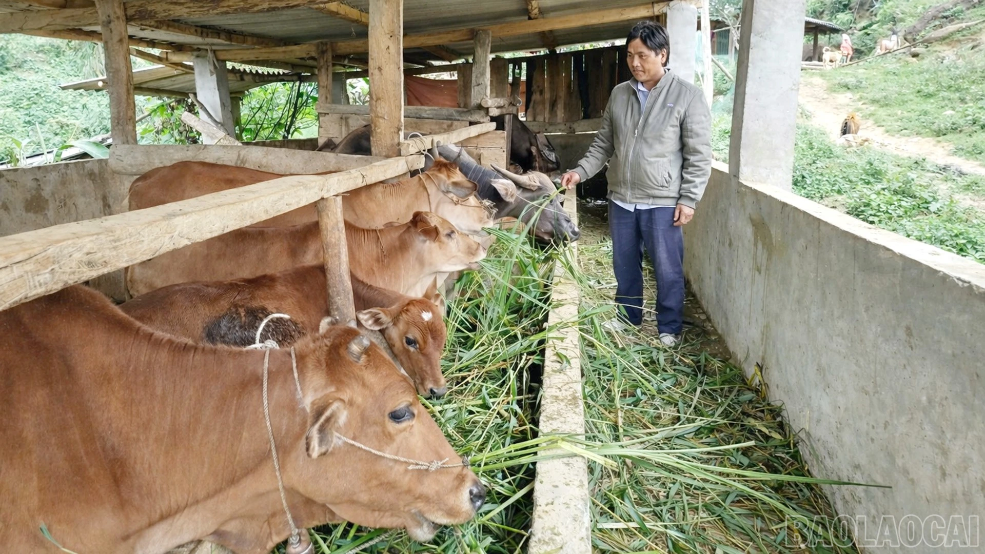 baolaocai-br_von-tin-dung-nuoi-gia-suc.jpg