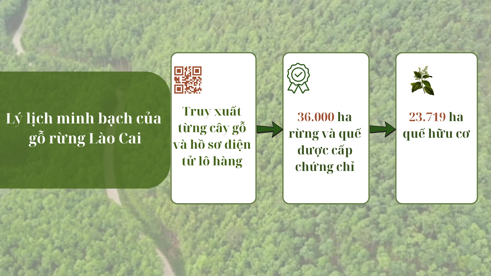 ly-lich-minh-bach-cua-go-rung-lao-cai.png