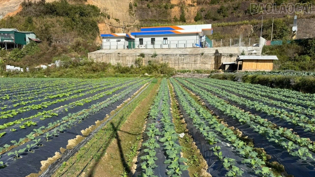 baolaocai-tr_4ha-mcc-8740.jpg