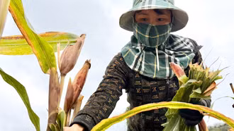 [Ảnh] Rộn ràng cánh đồng Sơn Hải