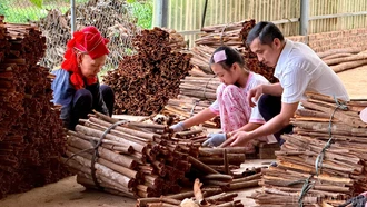 Những tấm gương nông dân sản xuất, kinh doanh giỏi ở Bảo Hà