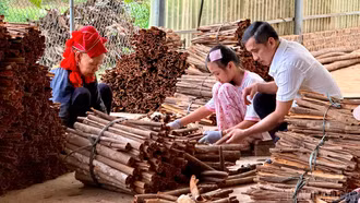 Những tấm gương nông dân sản xuất, kinh doanh giỏi ở Bảo Hà